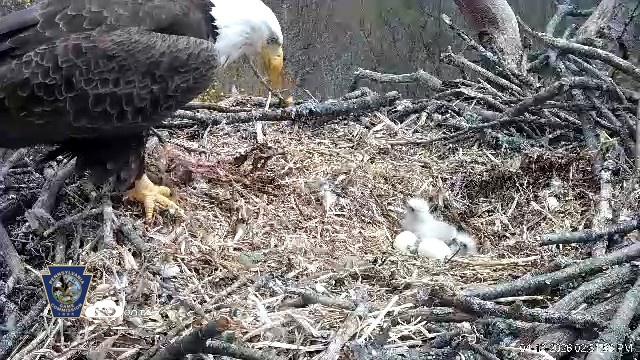 Snapshot of Hanover Eagles Live Cam taken Apr 13, 2026, 2:52pm EDT