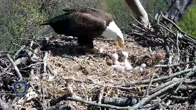 Snapshot of Hanover Eagles Live Cam taken Apr 16, 2026, 3:02pm EDT