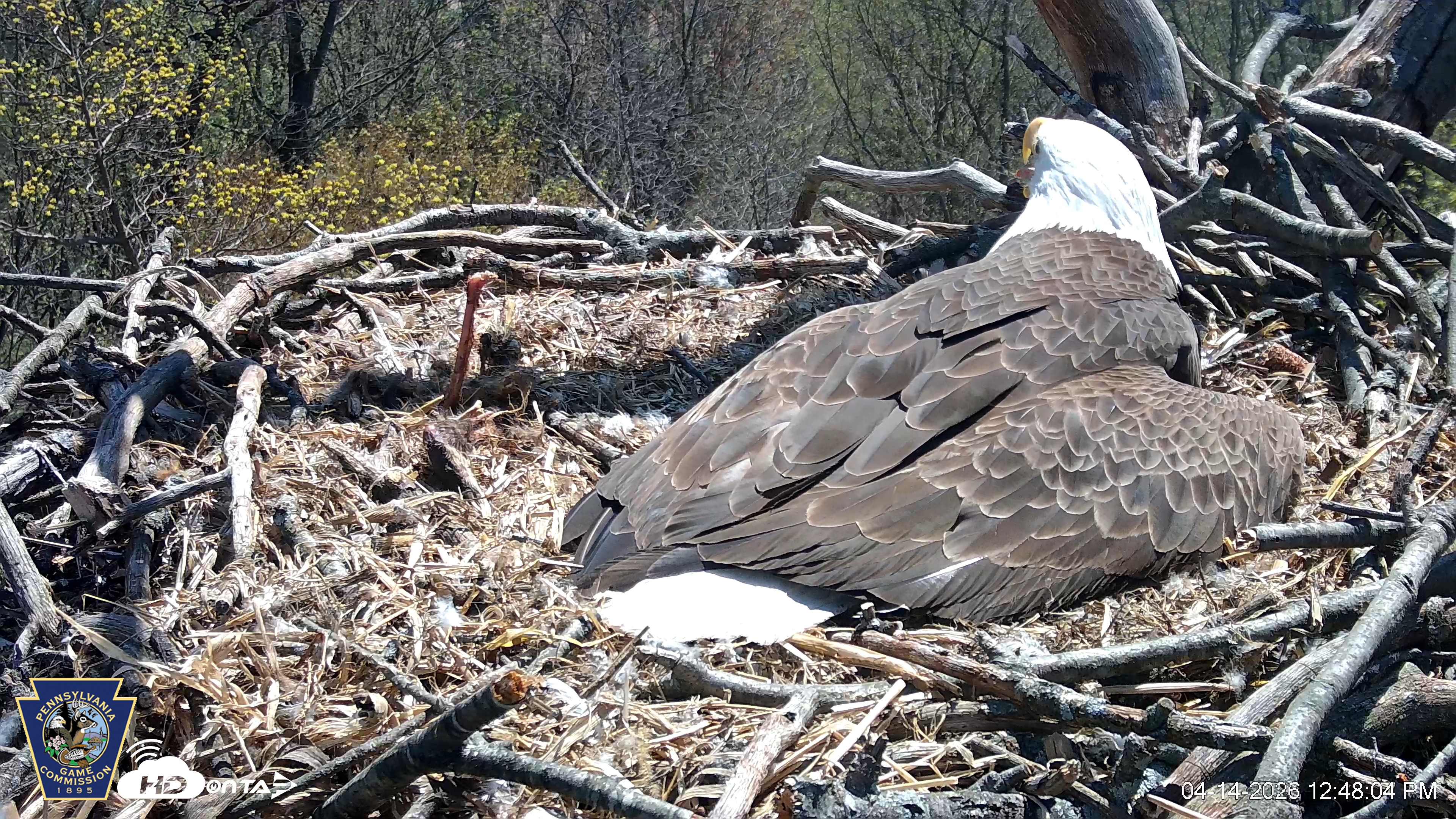 Snapshot of Hanover Eagles Live Cam taken Apr 14, 2026, 12:48pm EDT