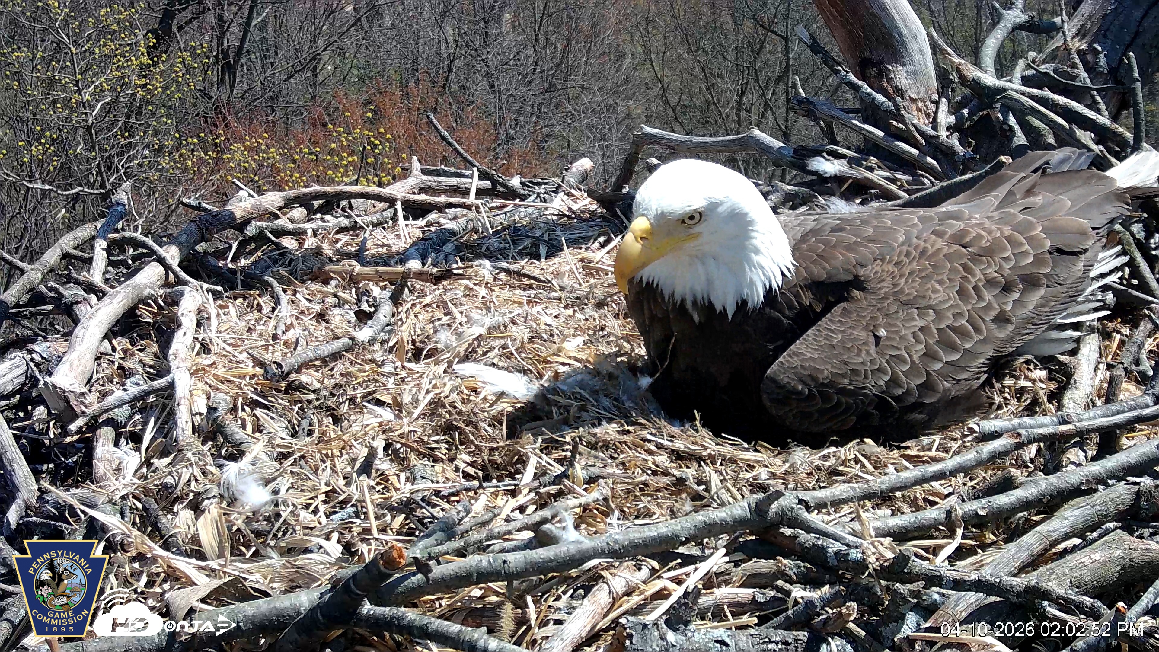 Snapshot of Hanover Eagles Live Cam taken Apr 10, 2026, 2:03pm EDT