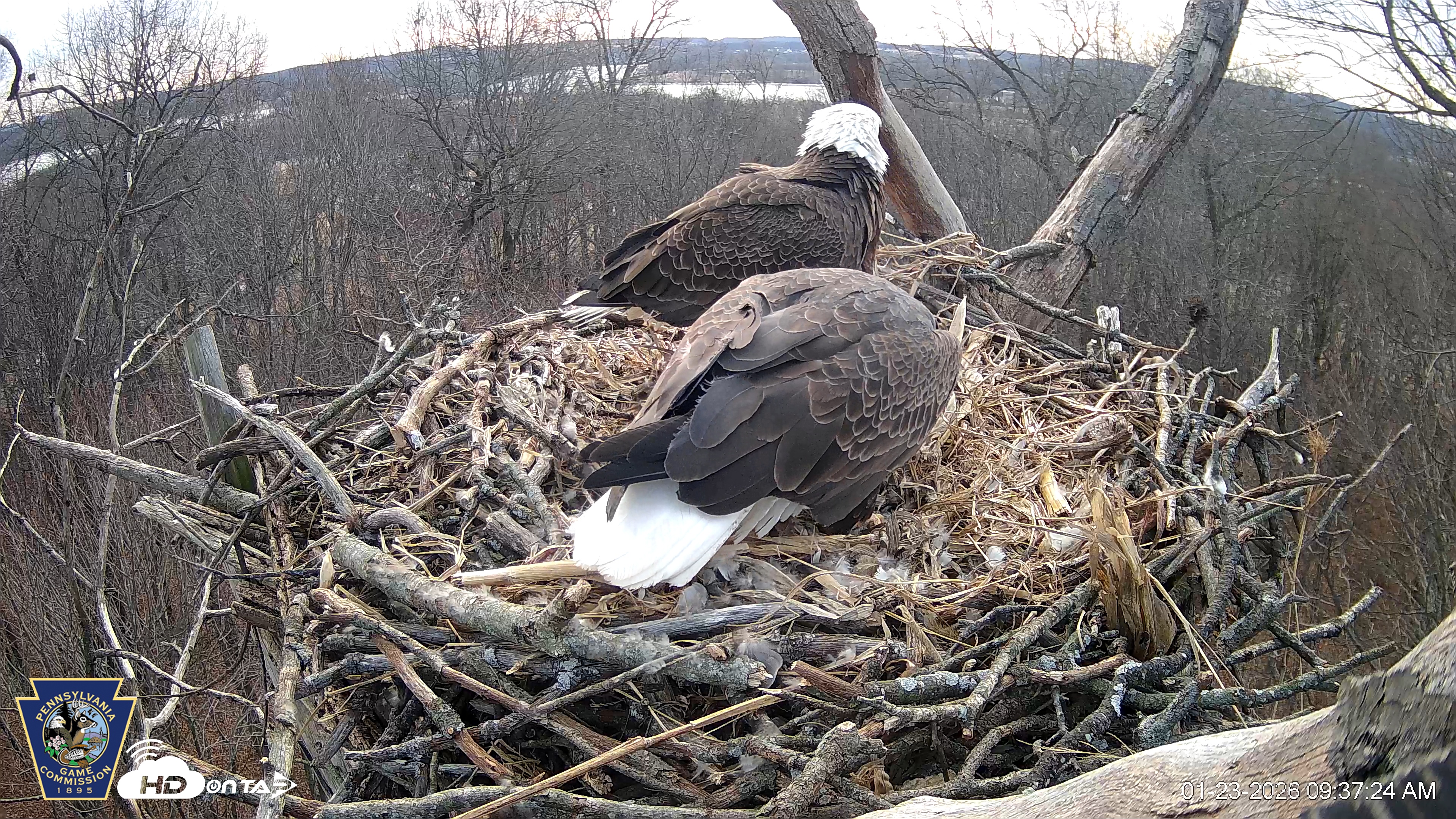 Snapshot of Hanover Eagles Live Cam taken Jan 23, 2026, 9:37am EST
