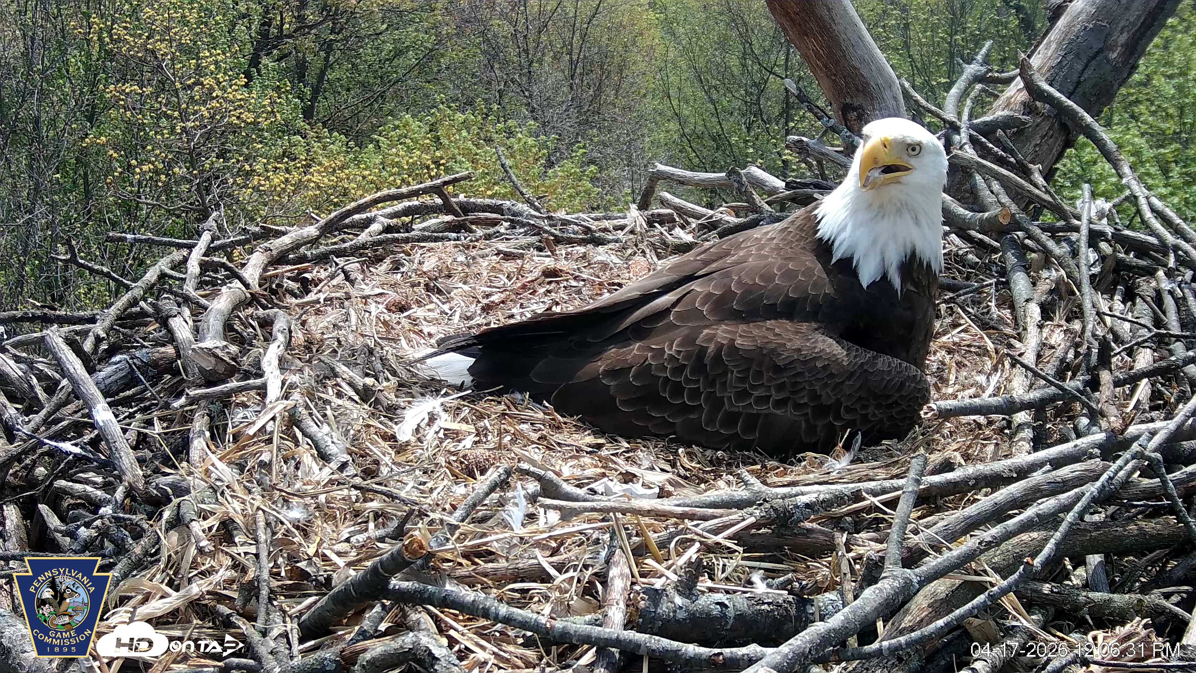 Snapshot of Hanover Eagles Live Cam taken Apr 17, 2026, 12:06pm EDT