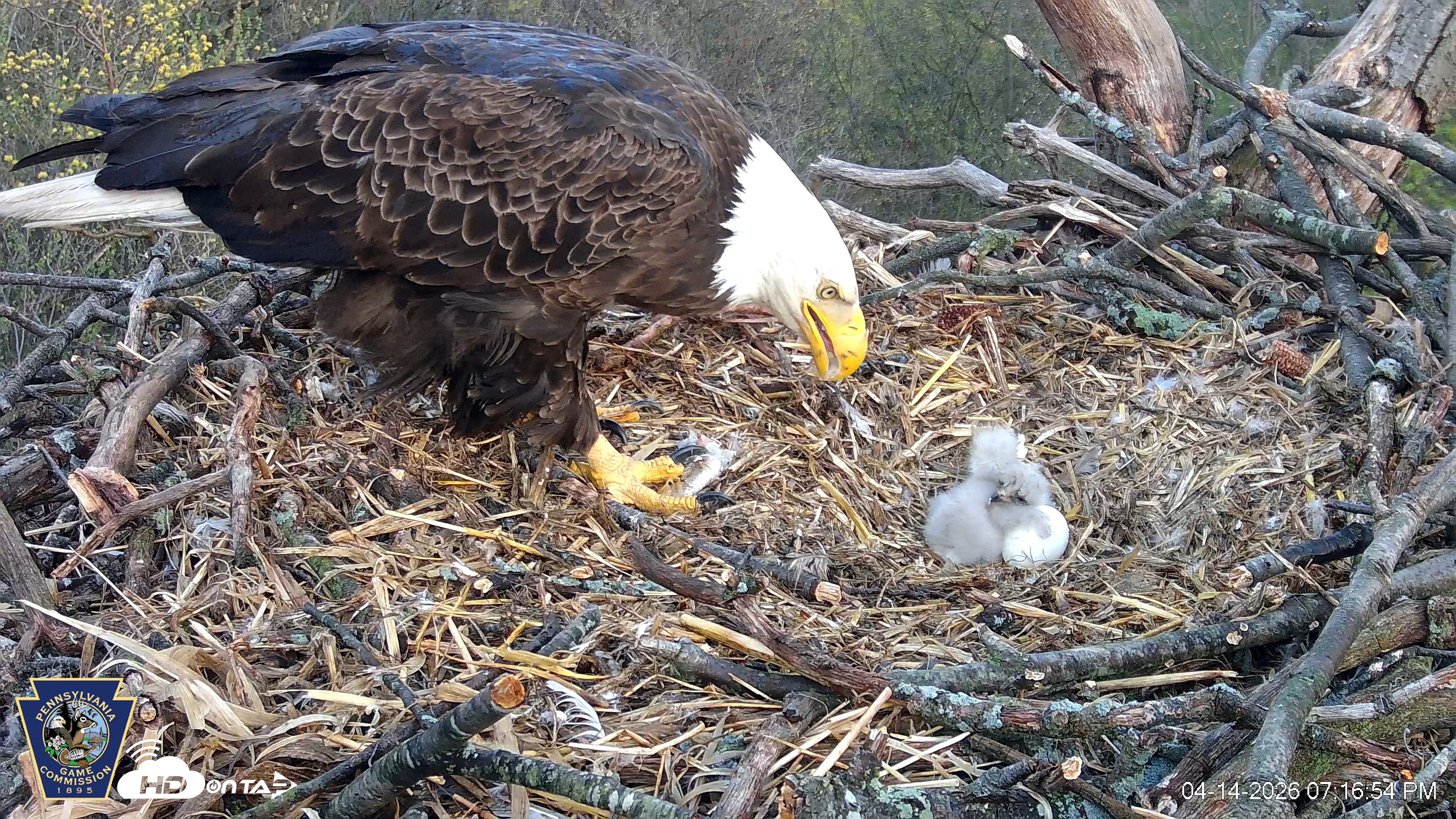 Snapshot of Hanover Eagles Live Cam taken Apr 14, 2026, 7:17pm EDT
