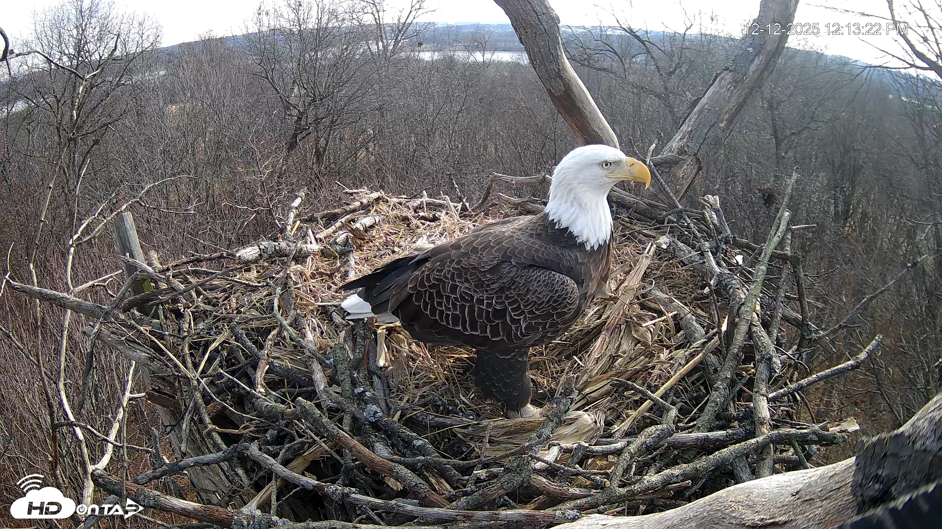 Snapshot of Hanover Eagles Live Cam taken Dec 12, 2025, 12:13pm EST