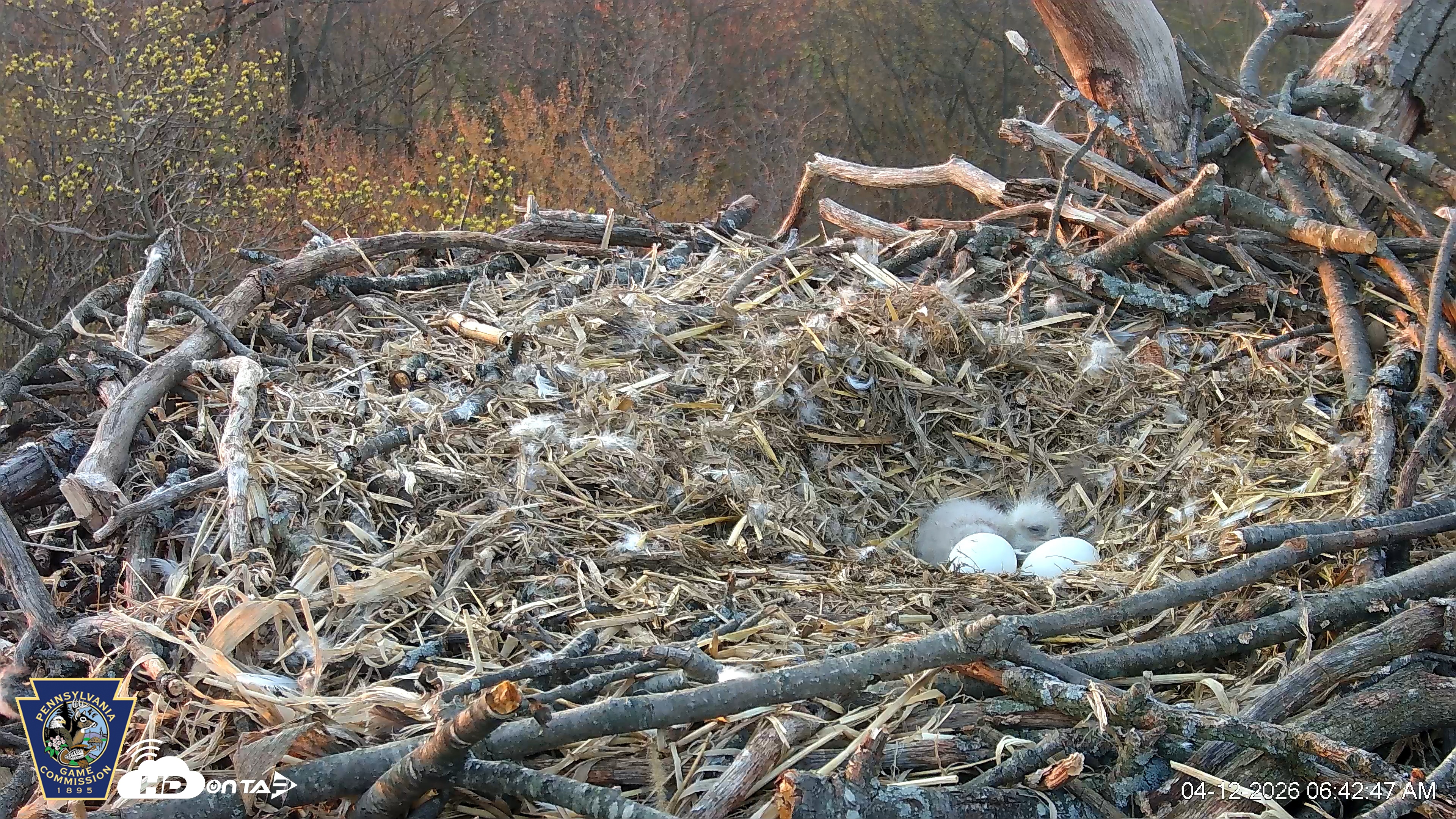 Snapshot of Hanover Eagles Live Cam taken Apr 12, 2026, 6:43am EDT