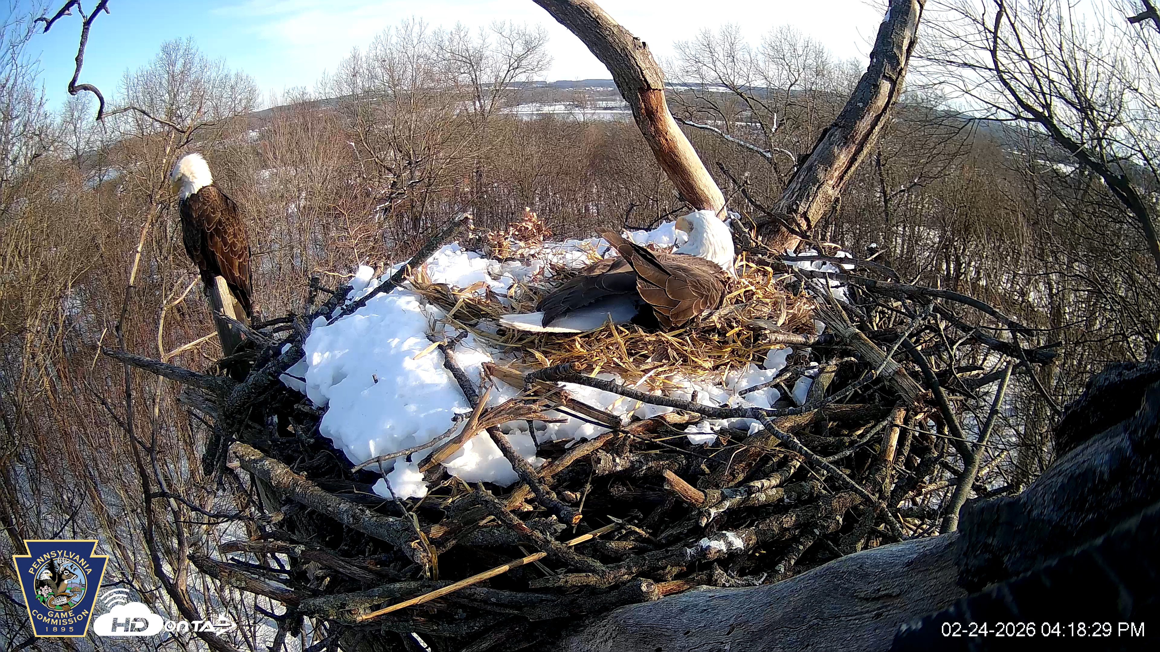Snapshot of Hanover Eagles Live Cam taken Feb 24, 2026, 4:19pm EST