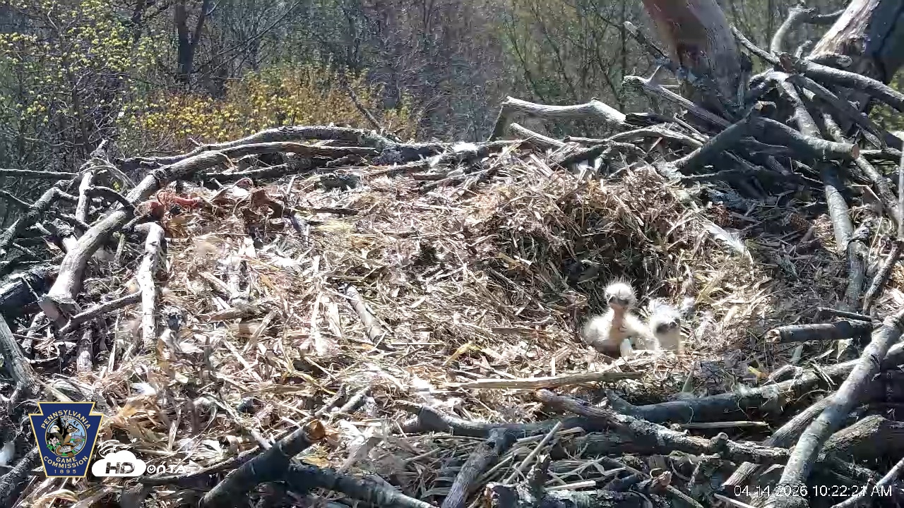 Snapshot of Hanover Eagles Live Cam taken Apr 14, 2026, 10:22am EDT