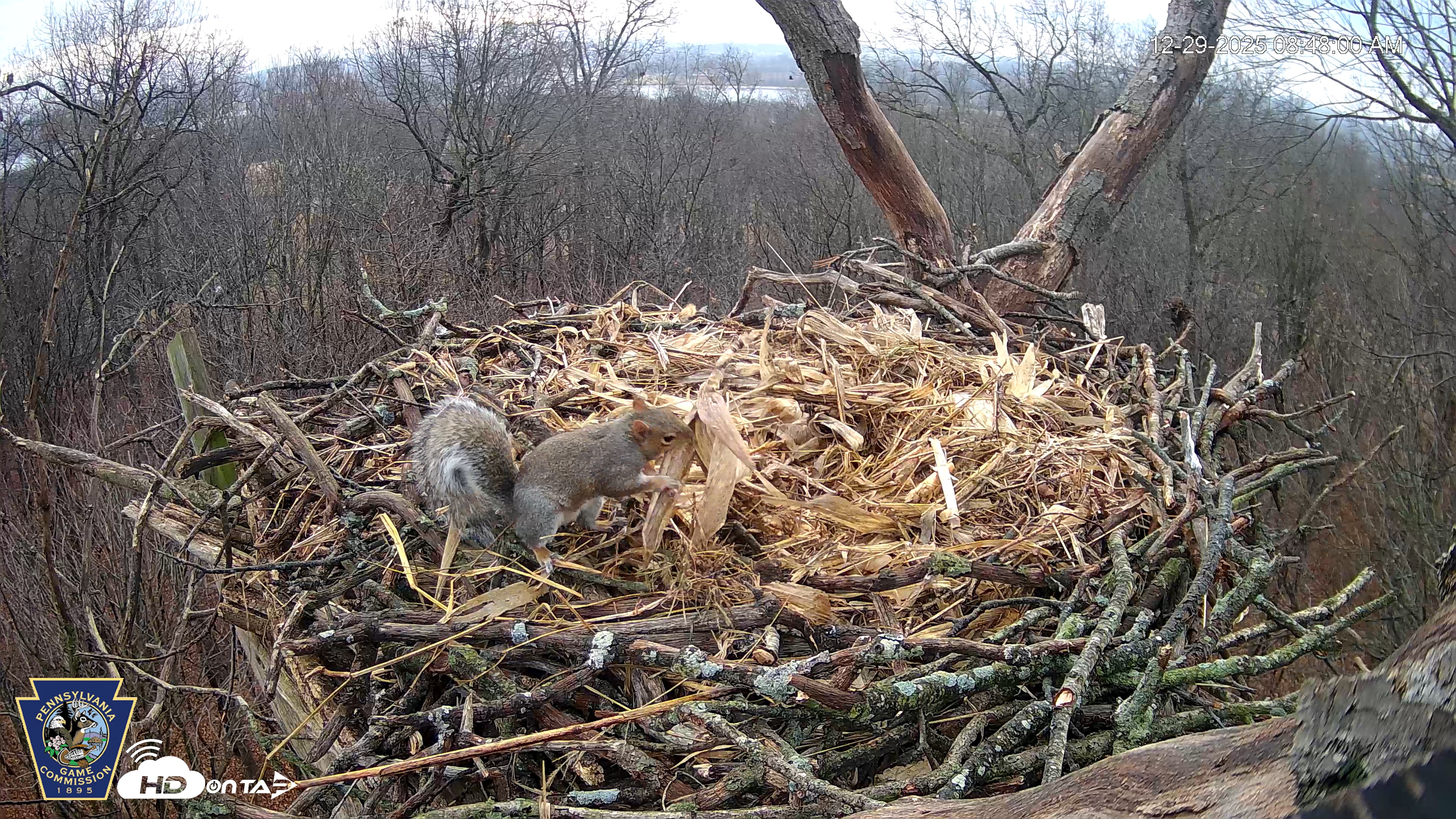 Snapshot of Hanover Eagles Live Cam taken Dec 29, 2025, 8:50am EST