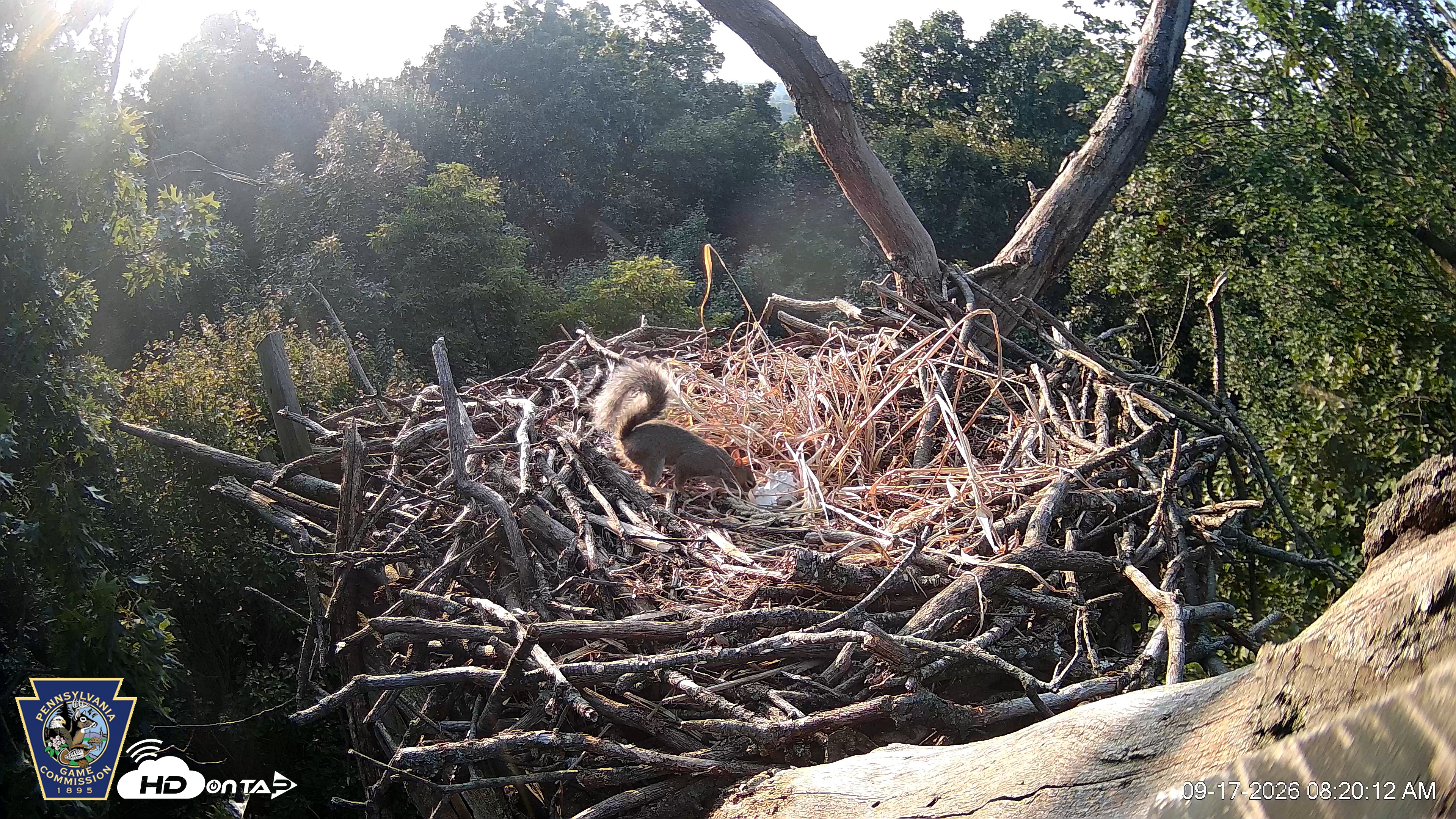 Snapshot of Hanover Eagles Live Cam taken Sep 17, 2026, 8:20am EDT