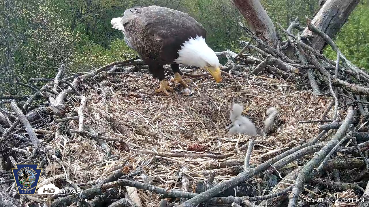 Snapshot of Hanover Eagles Live Cam taken Apr 20, 2026, 9:28am EDT