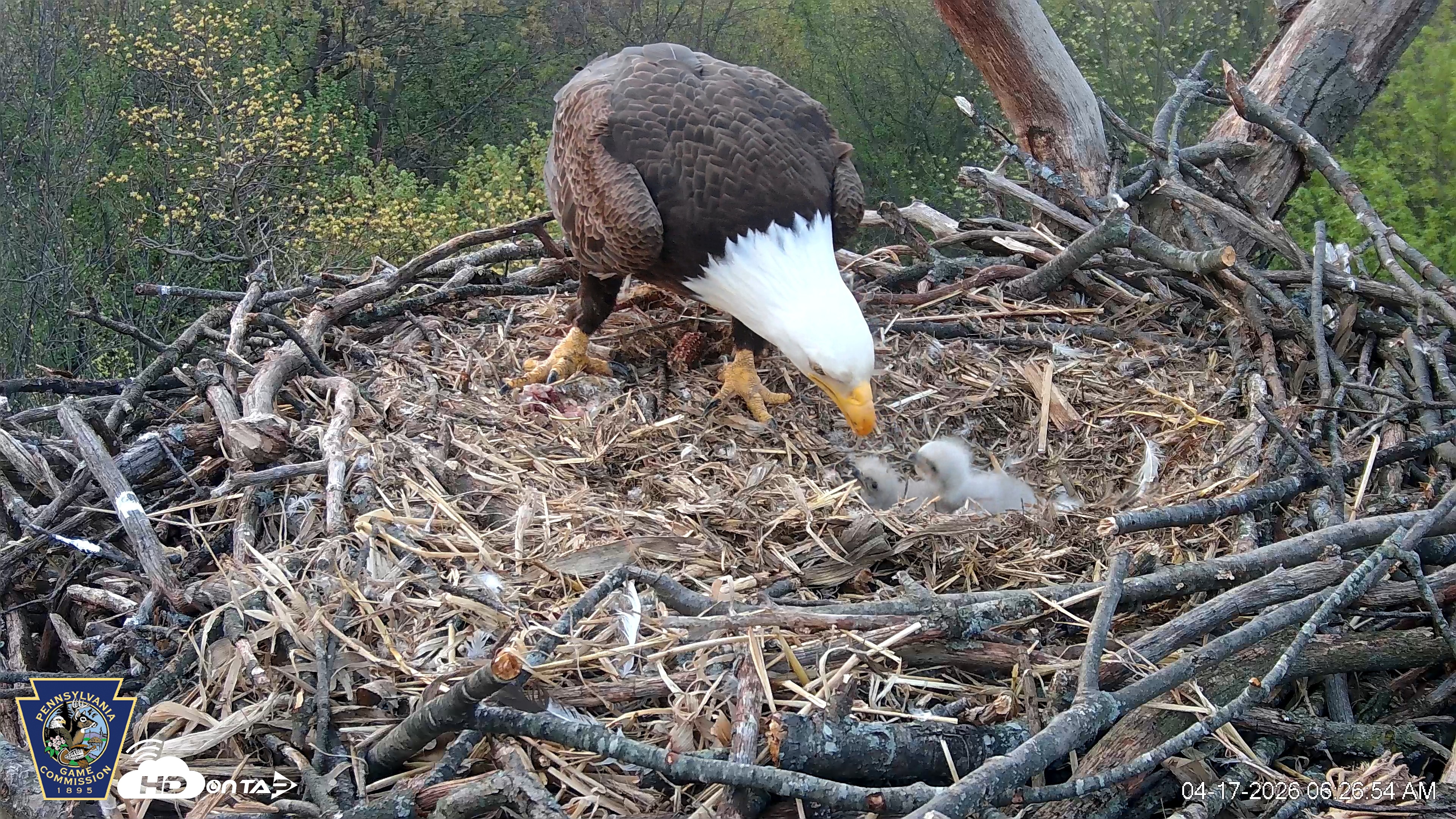 Snapshot of Hanover Eagles Live Cam taken Apr 17, 2026, 6:27am EDT
