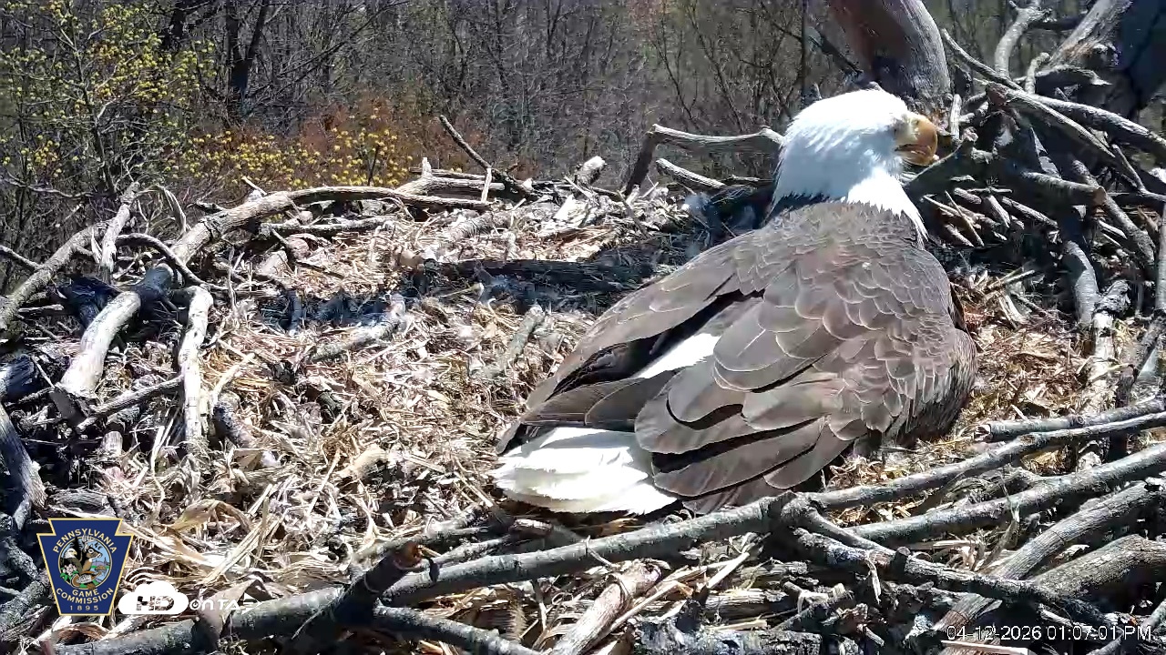 Snapshot of Hanover Eagles Live Cam taken Apr 12, 2026, 1:07pm EDT