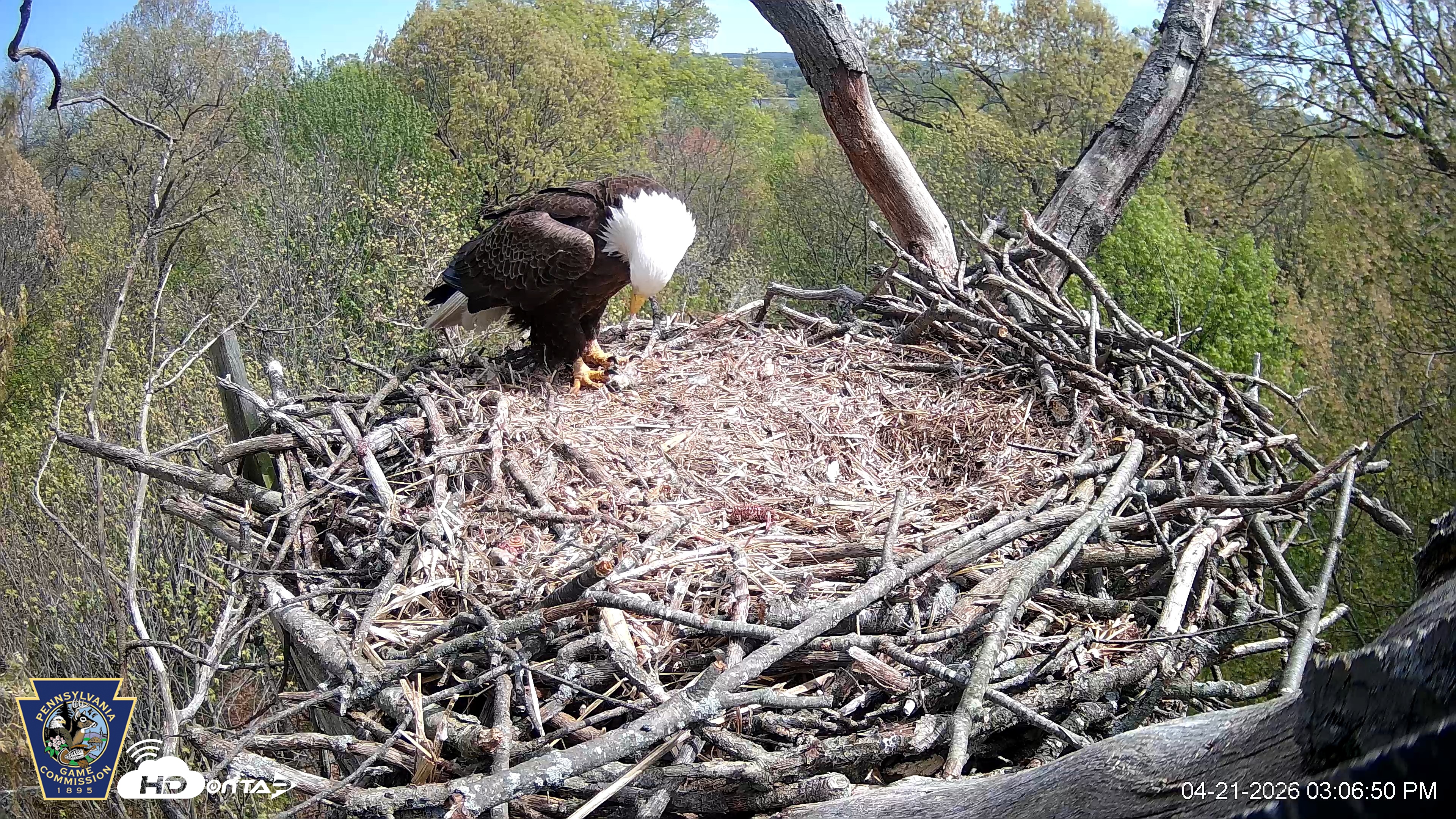 Snapshot of Hanover Eagles Live Cam taken Apr 21, 2026, 3:07pm EDT