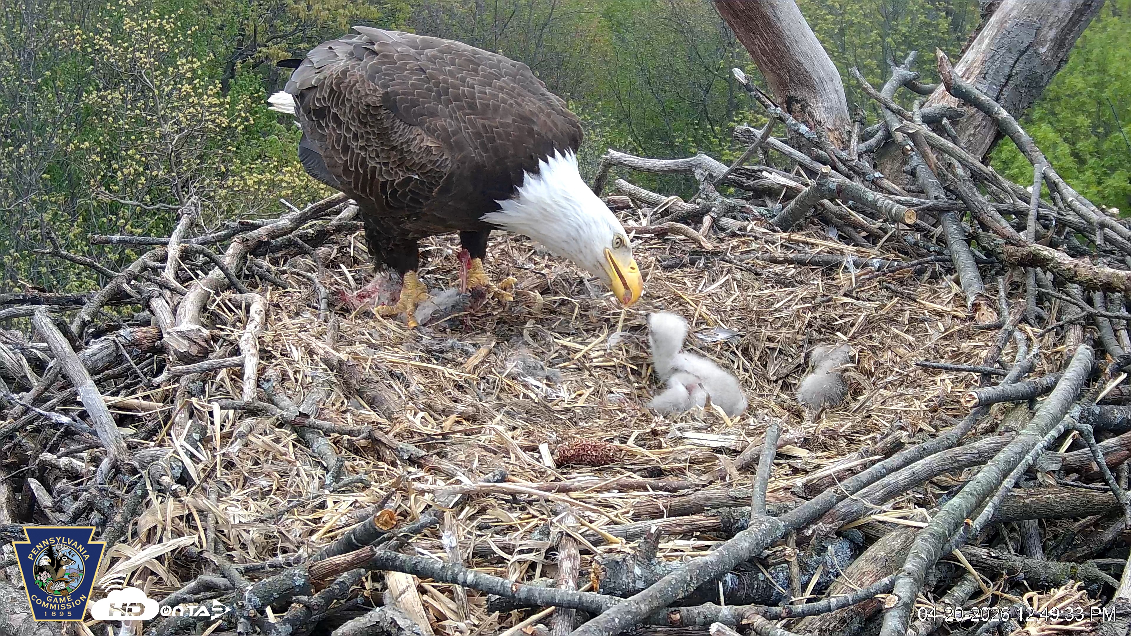 Snapshot of Hanover Eagles Live Cam taken Apr 20, 2026, 12:49pm EDT