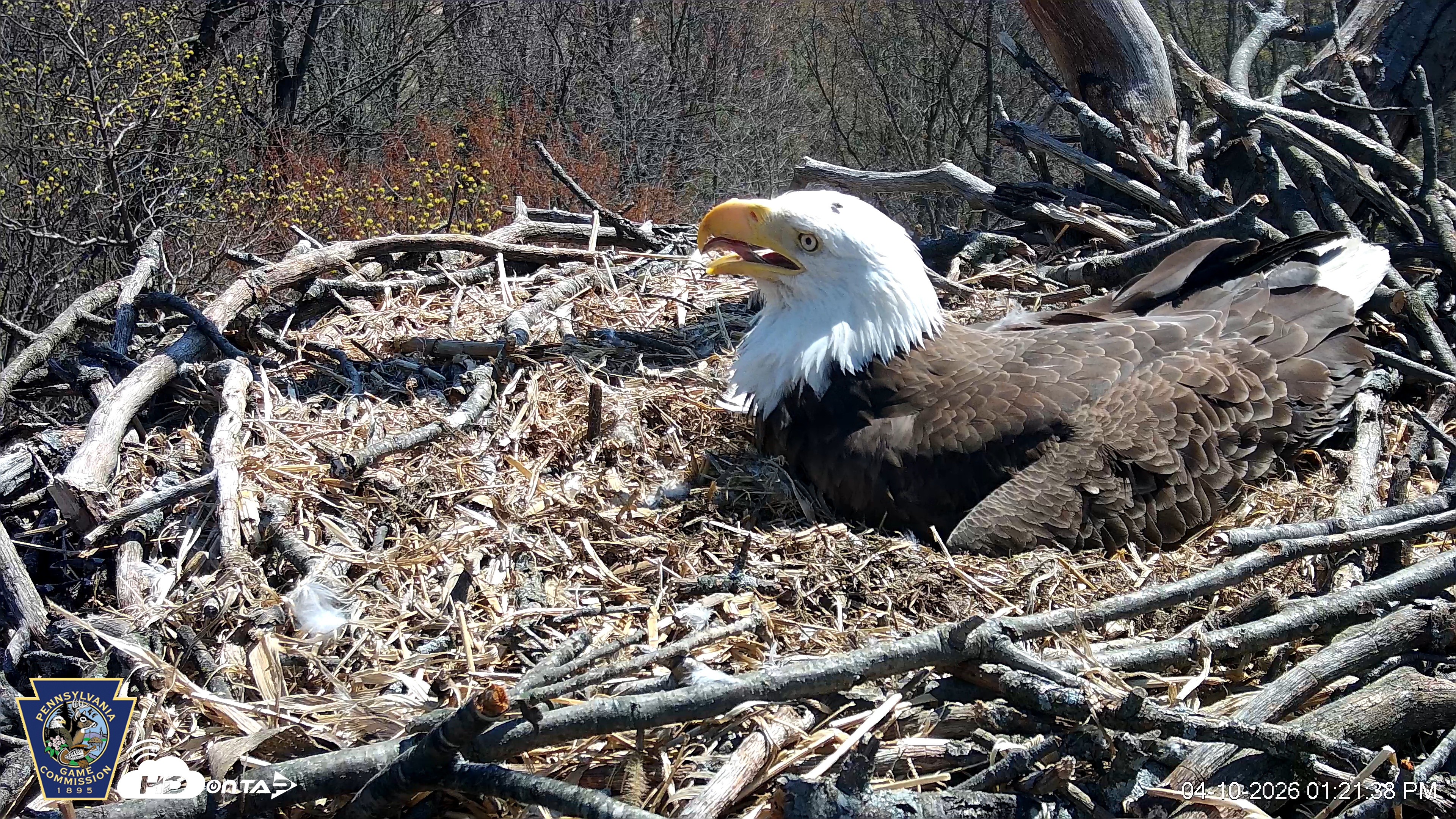 Snapshot of Hanover Eagles Live Cam taken Apr 10, 2026, 1:22pm EDT