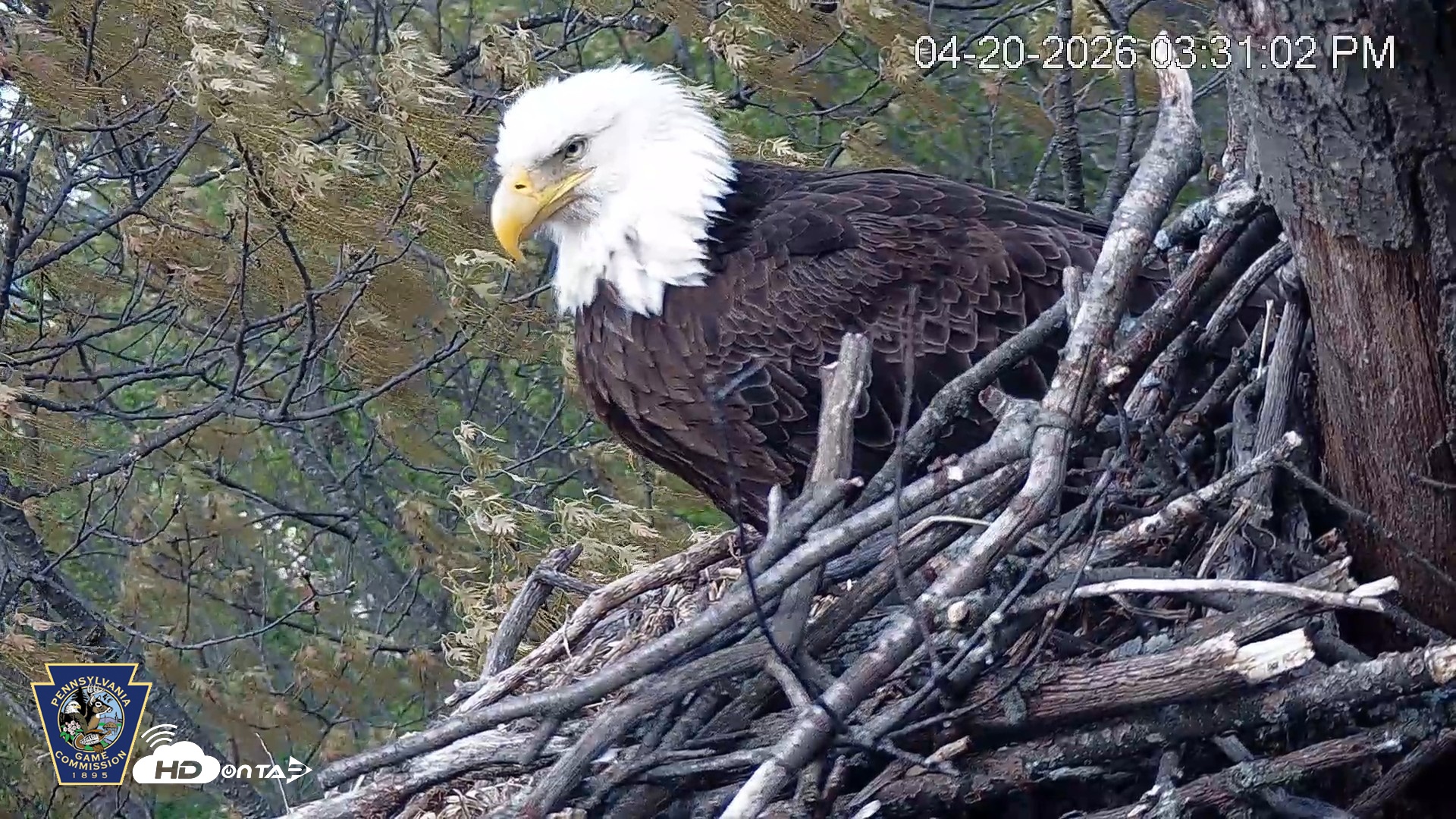 Snapshot of Hanover Eagles Live Cam taken Apr 20, 2026, 3:31pm EDT