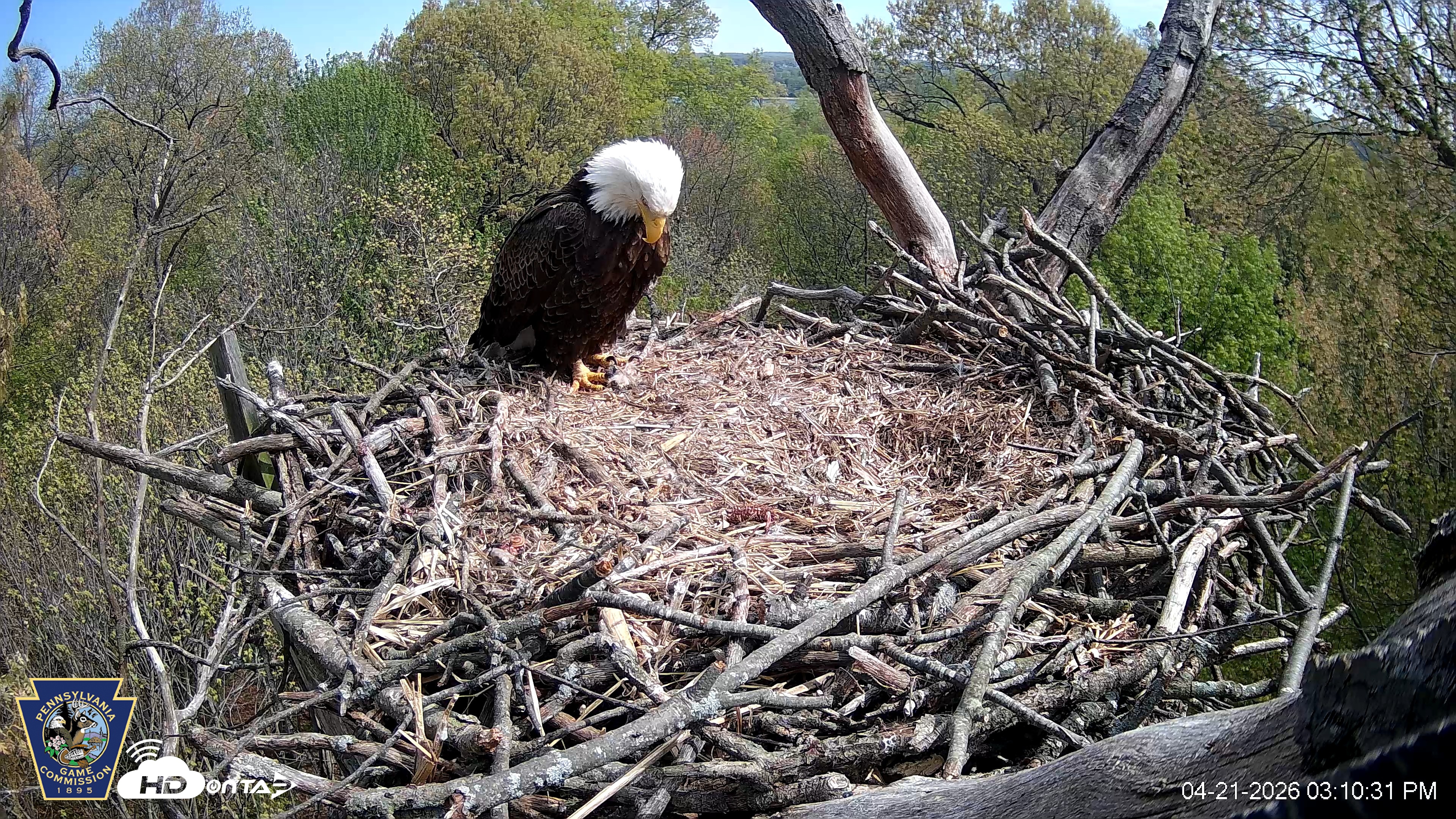 Snapshot of Hanover Eagles Live Cam taken Apr 21, 2026, 3:10pm EDT