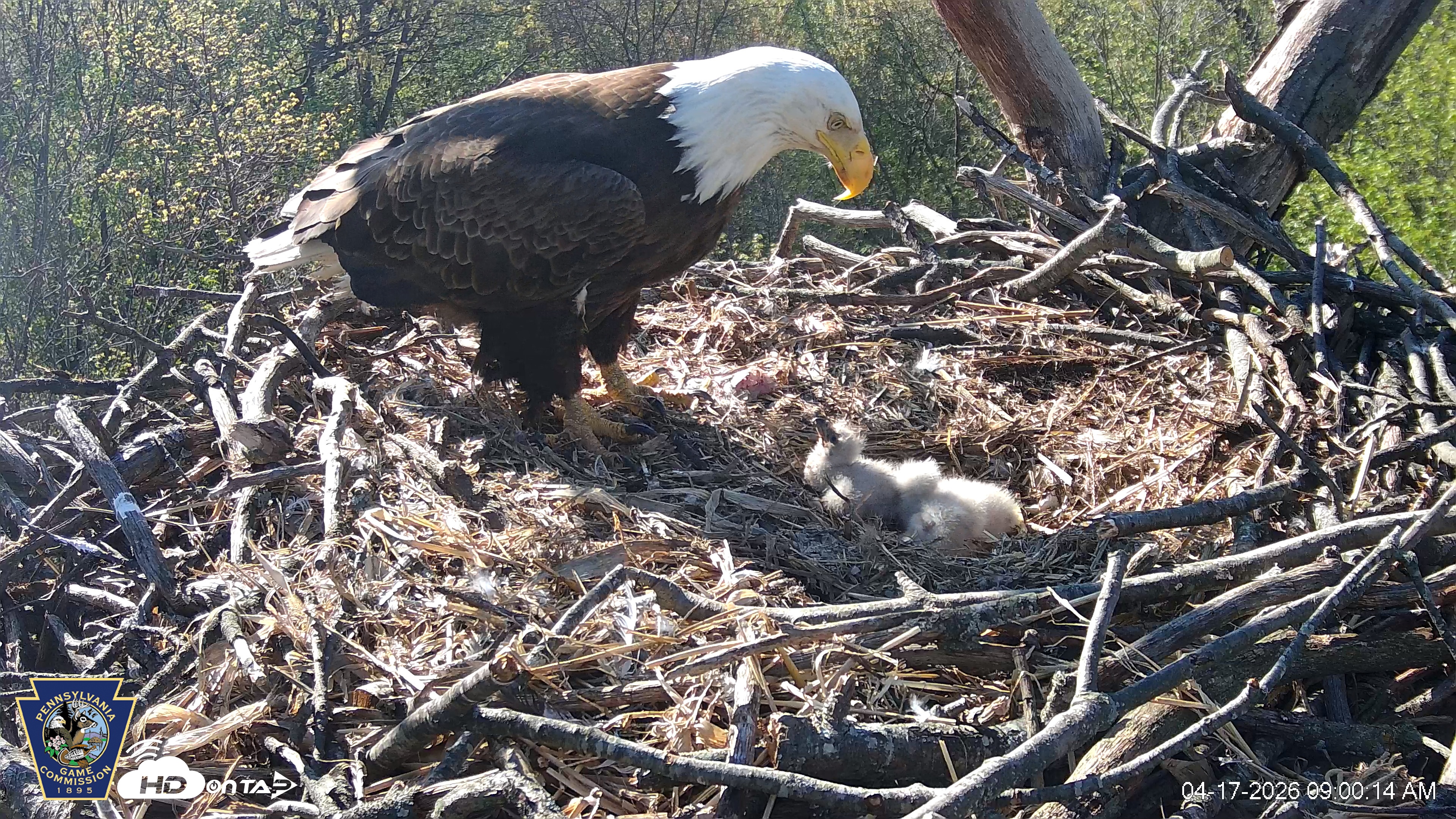Snapshot of Hanover Eagles Live Cam taken Apr 17, 2026, 9:00am EDT