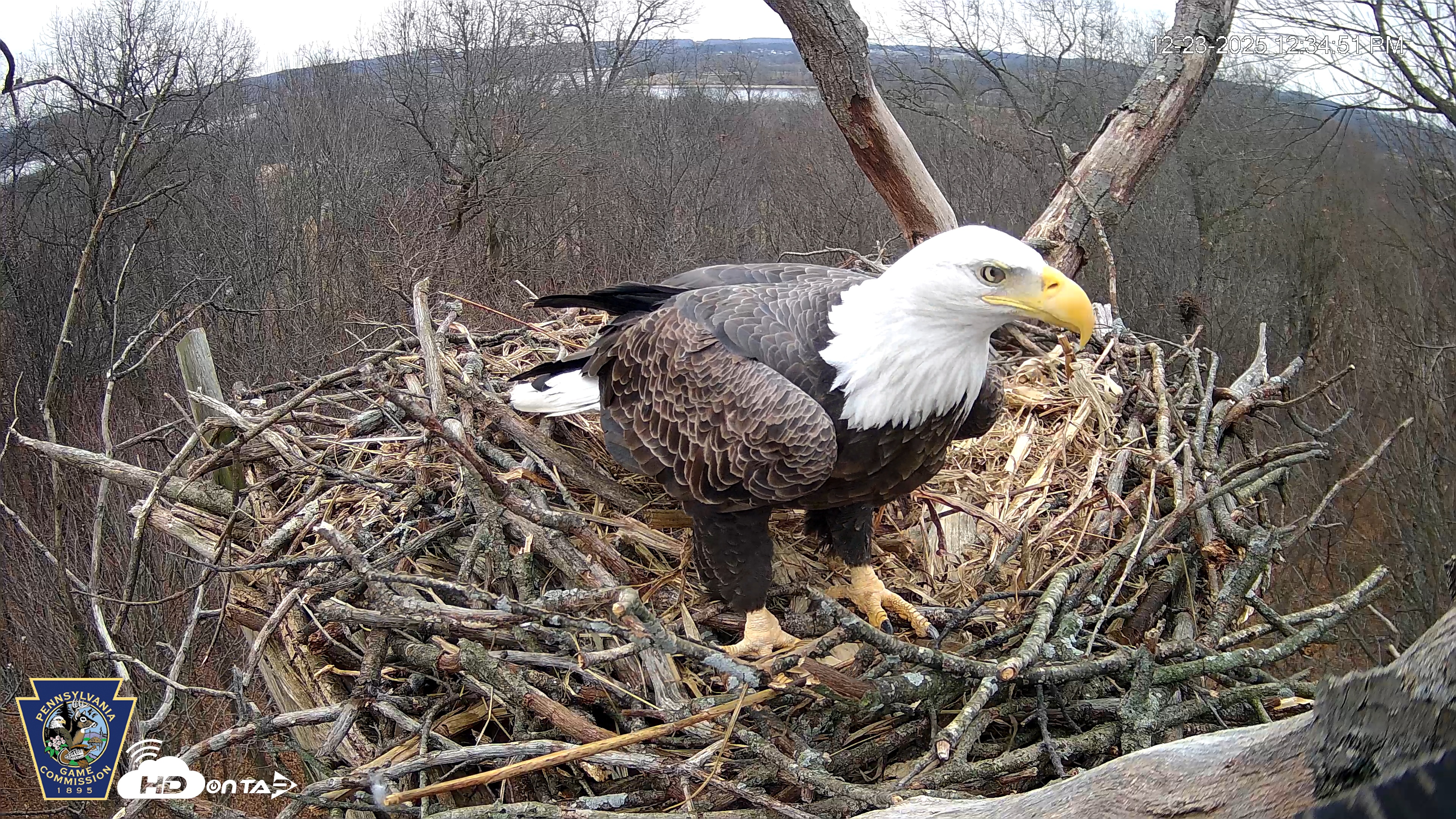 Snapshot of Hanover Eagles Live Cam taken Dec 23, 2025, 12:34pm EST