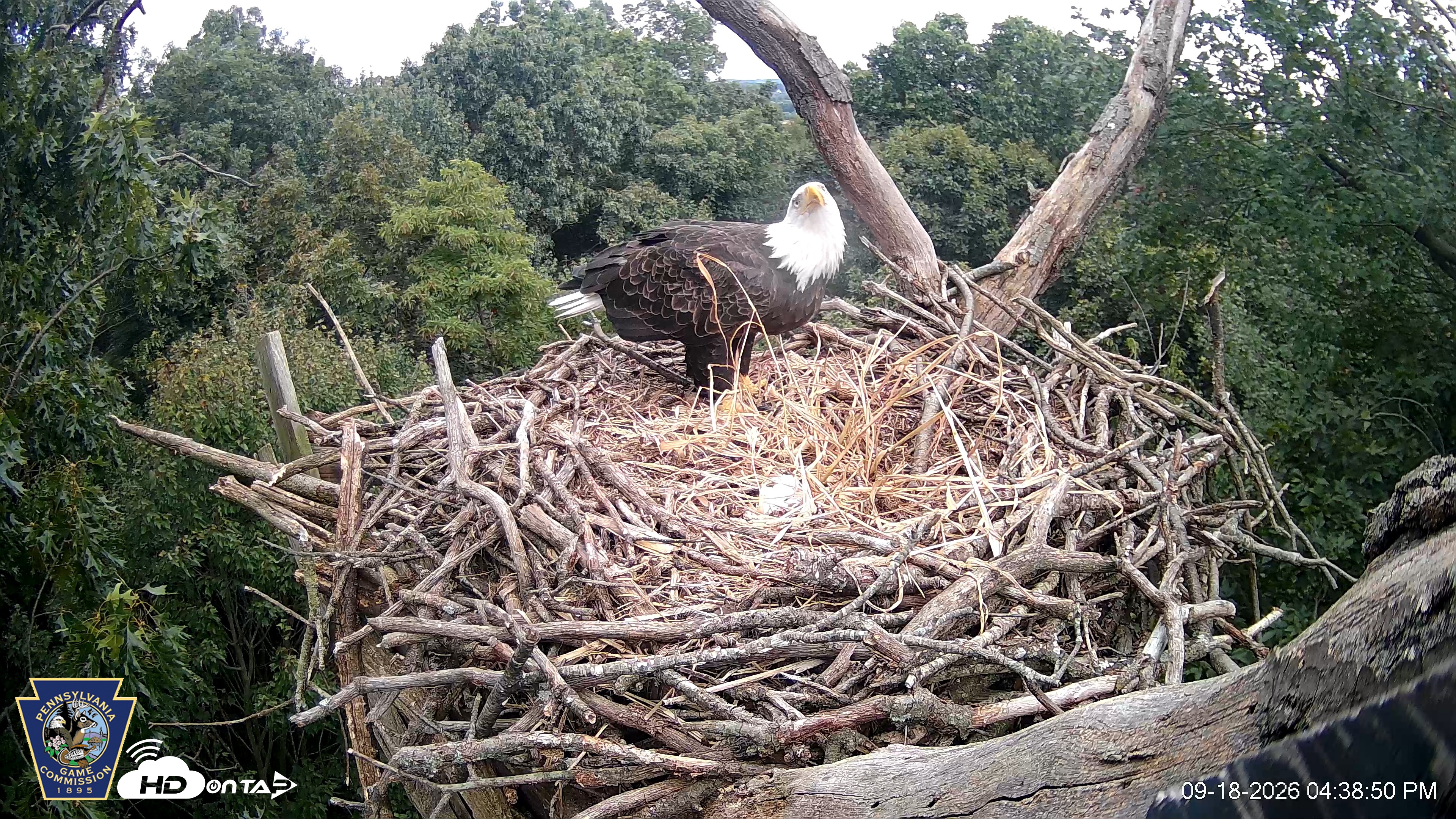 Snapshot of Hanover Eagles Live Cam taken Sep 18, 2026, 4:39pm EDT