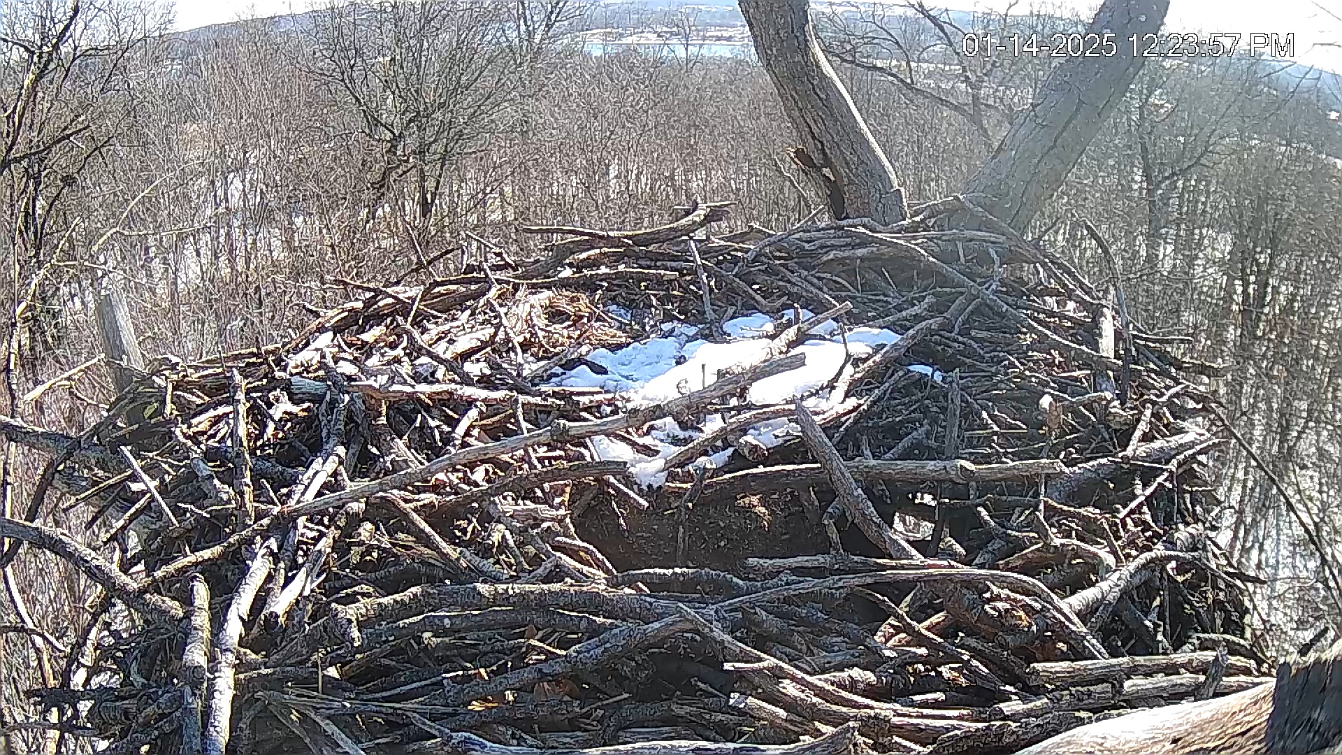 Snapshot of Hanover Eagles Live Cam taken Jan 14, 2025, 12:24pm EST