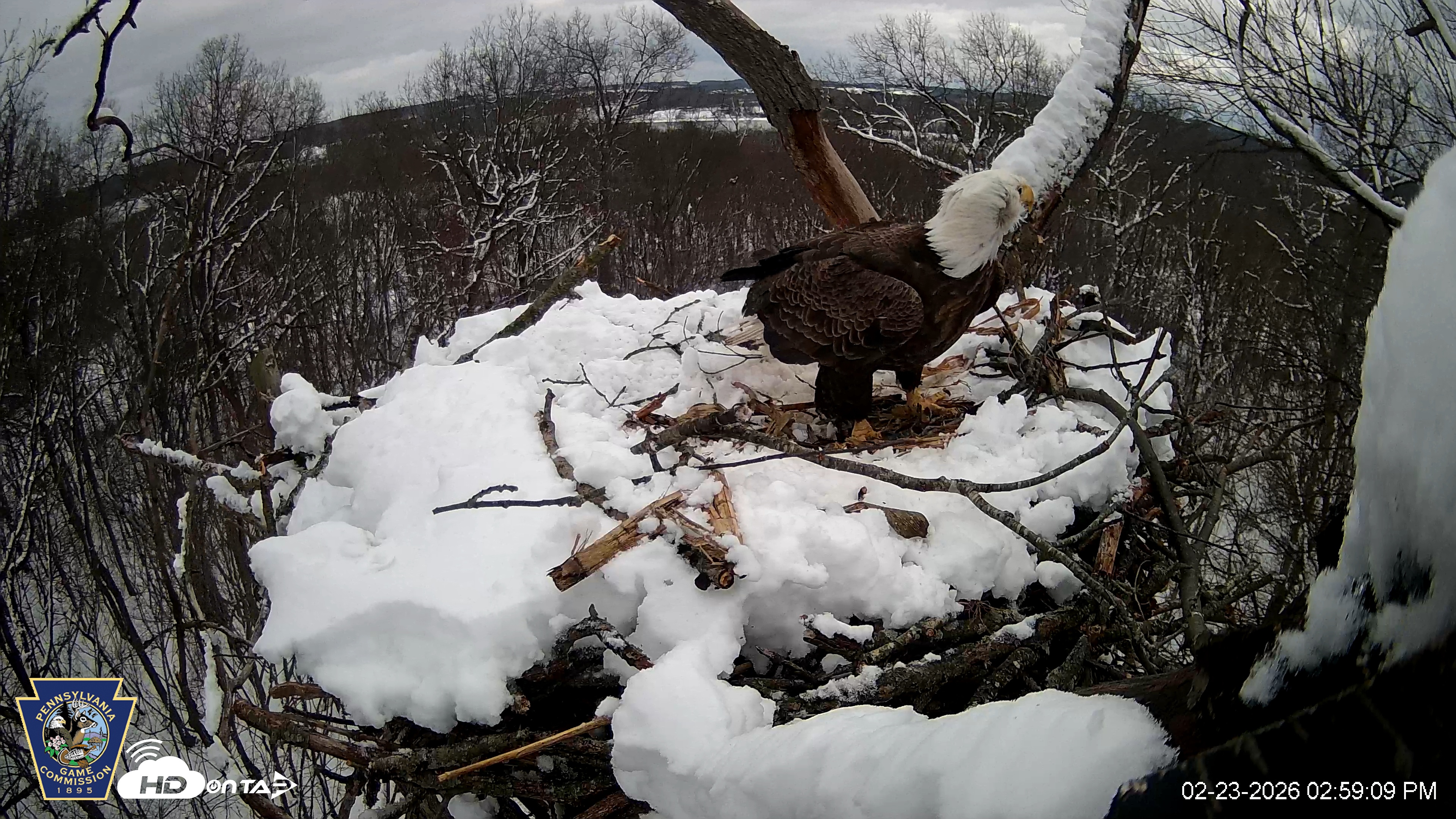 Snapshot of Hanover Eagles Live Cam taken Feb 23, 2026, 3:00pm EST