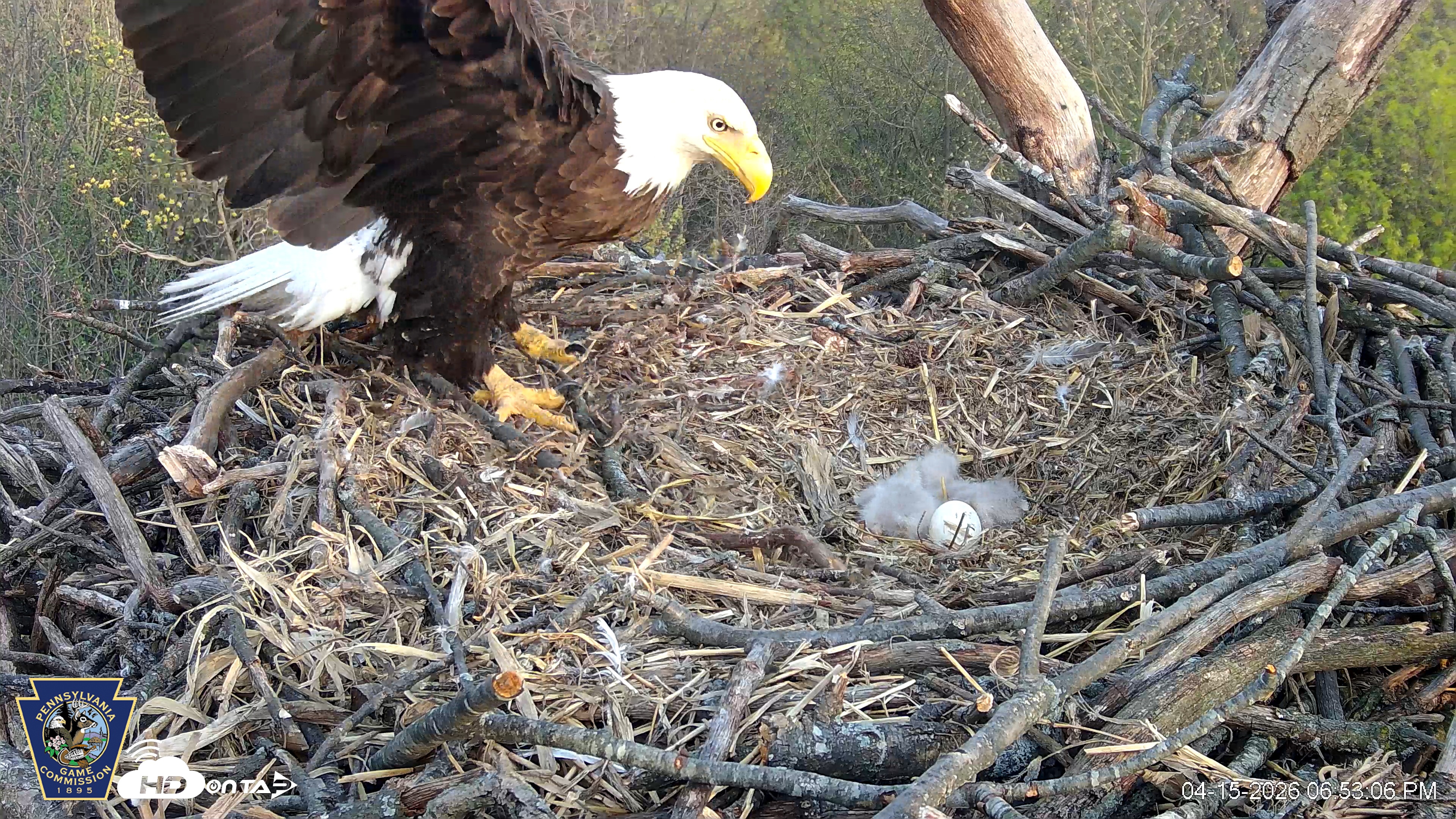 Snapshot of Hanover Eagles Live Cam taken Apr 15, 2026, 6:54pm EDT