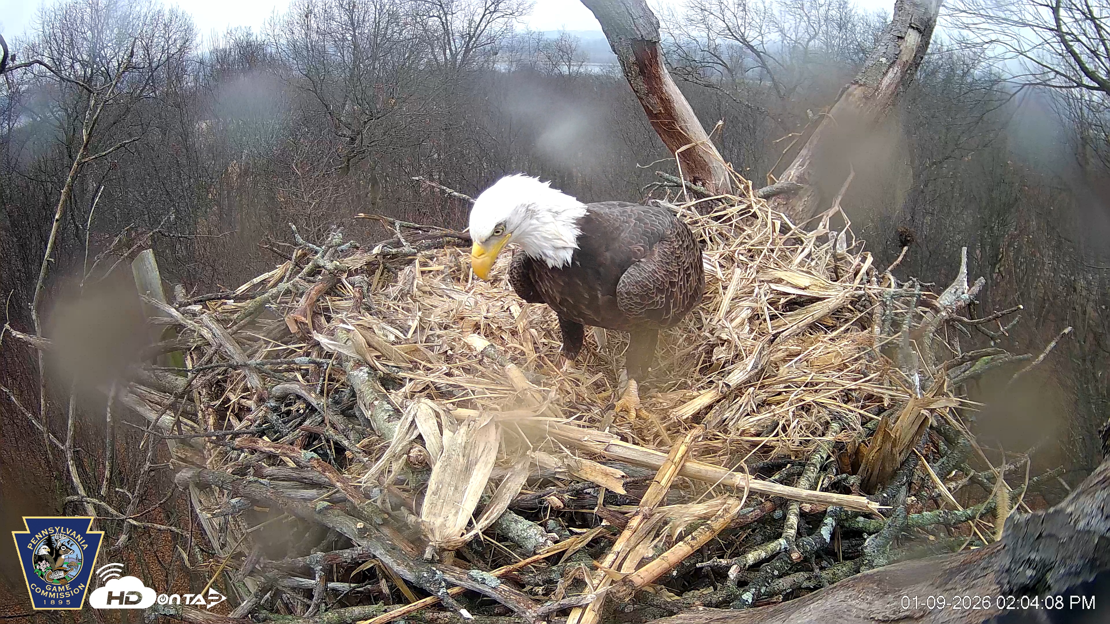 Snapshot of Hanover Eagles Live Cam taken Jan 9, 2026, 2:04pm EST