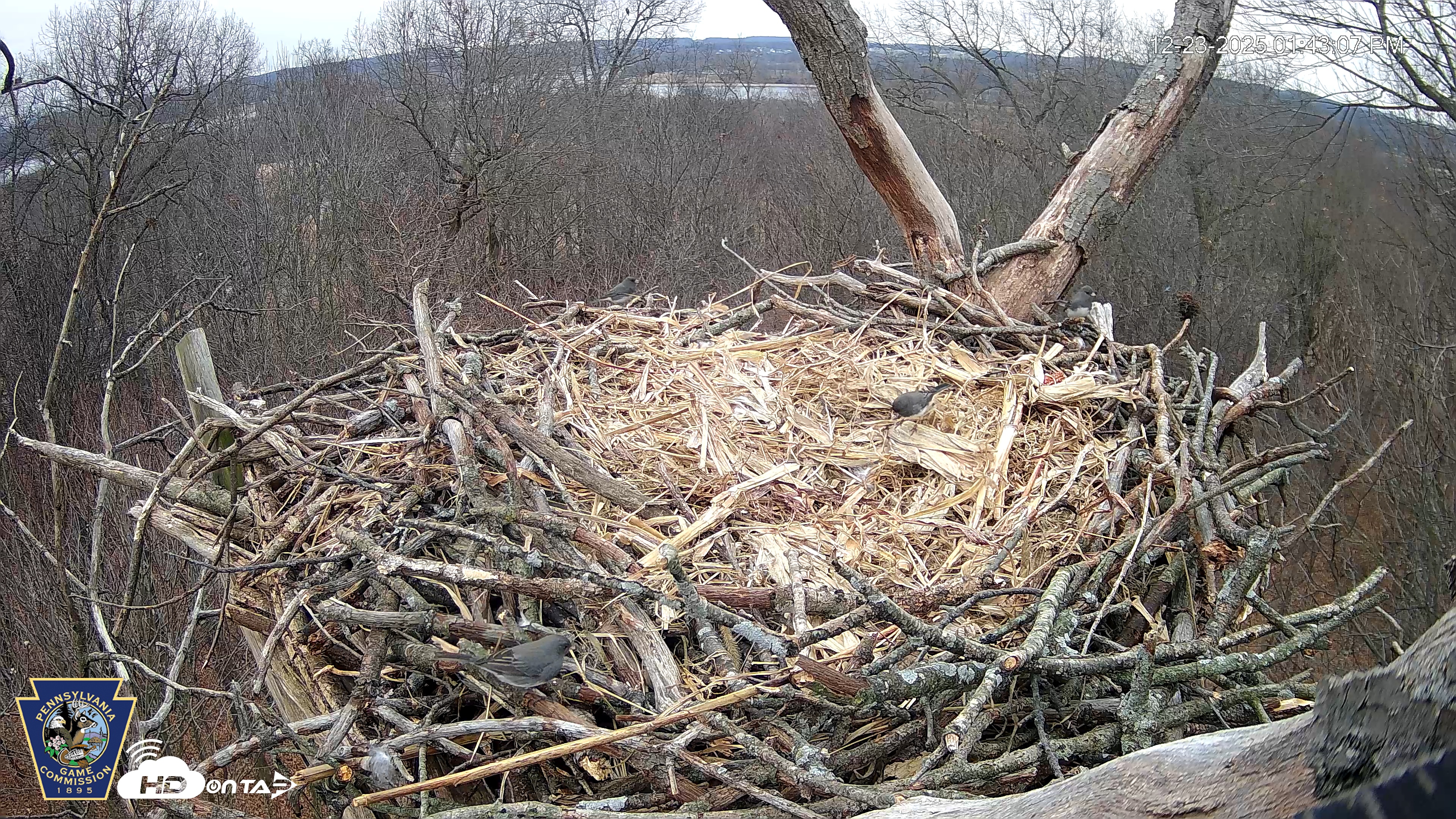 Snapshot of Hanover Eagles Live Cam taken Dec 23, 2025, 1:43pm EST