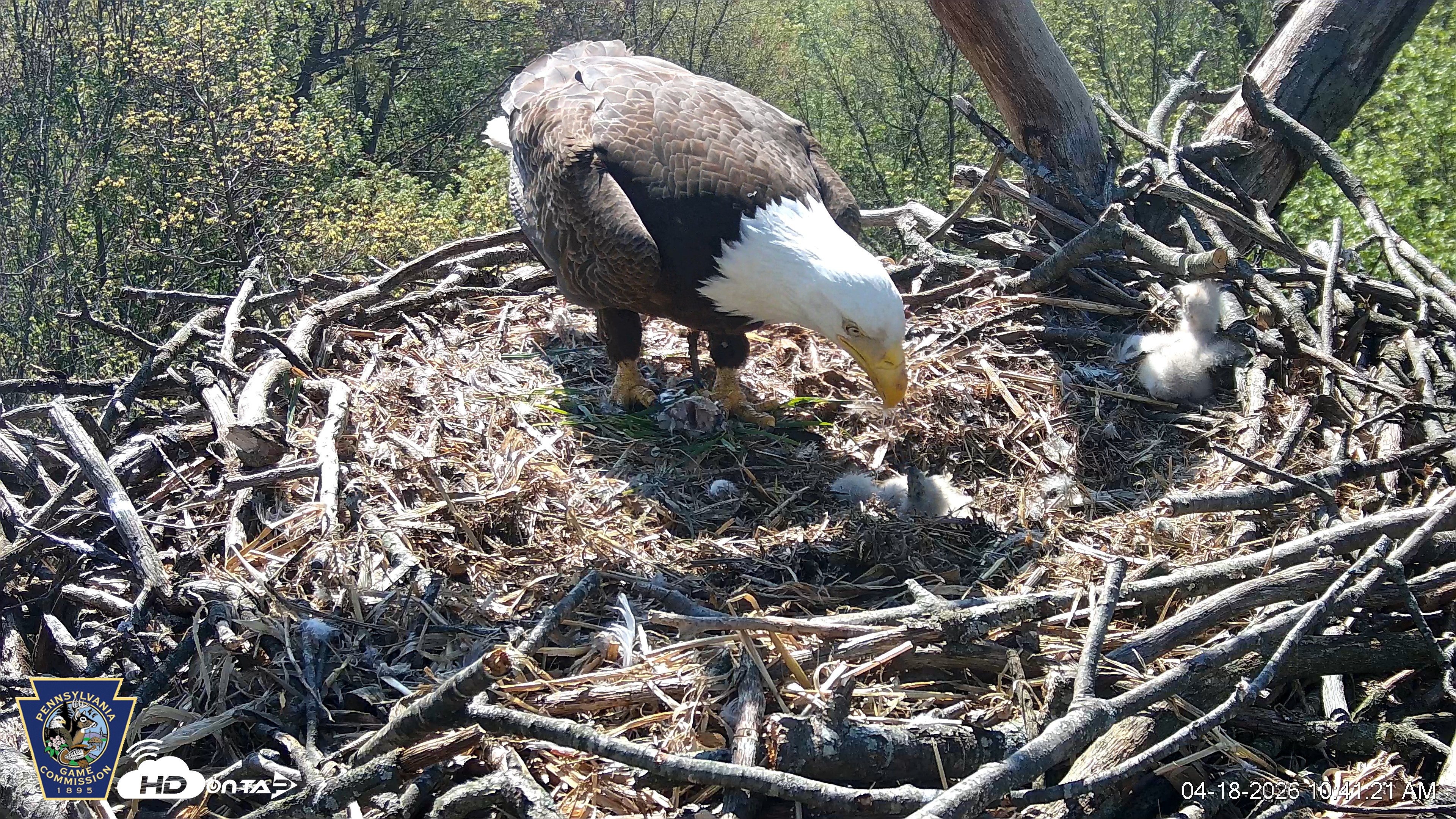 Snapshot of Hanover Eagles Live Cam taken Apr 18, 2026, 10:41am EDT