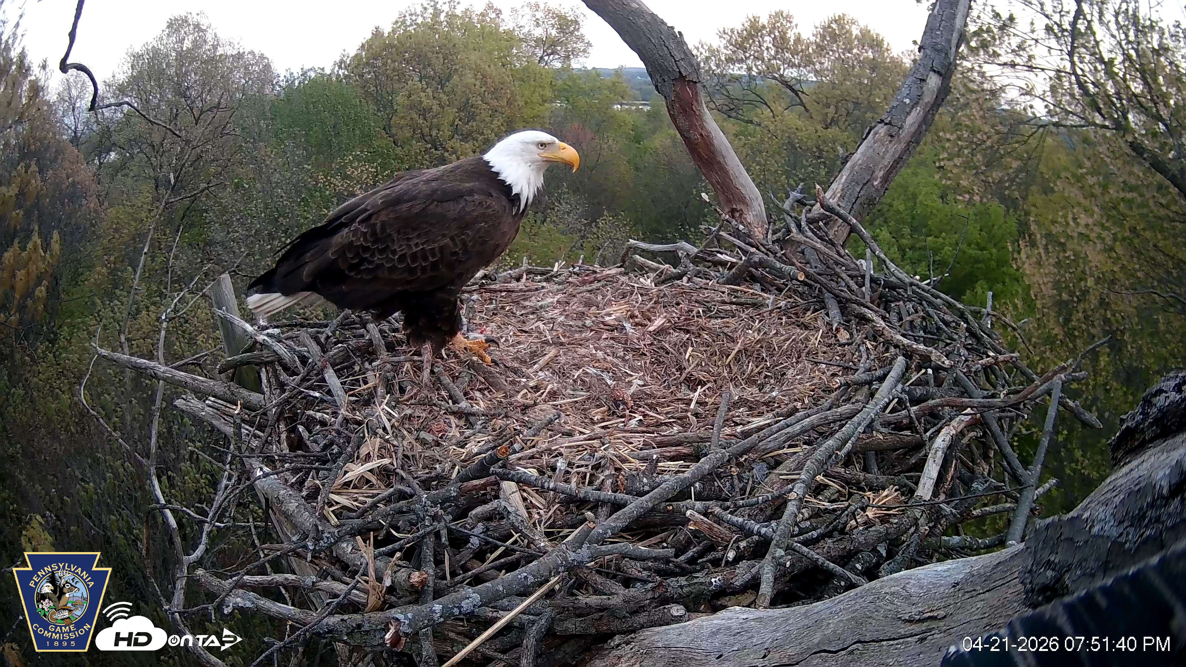 Snapshot of Hanover Eagles Live Cam taken Apr 21, 2026, 7:51pm EDT