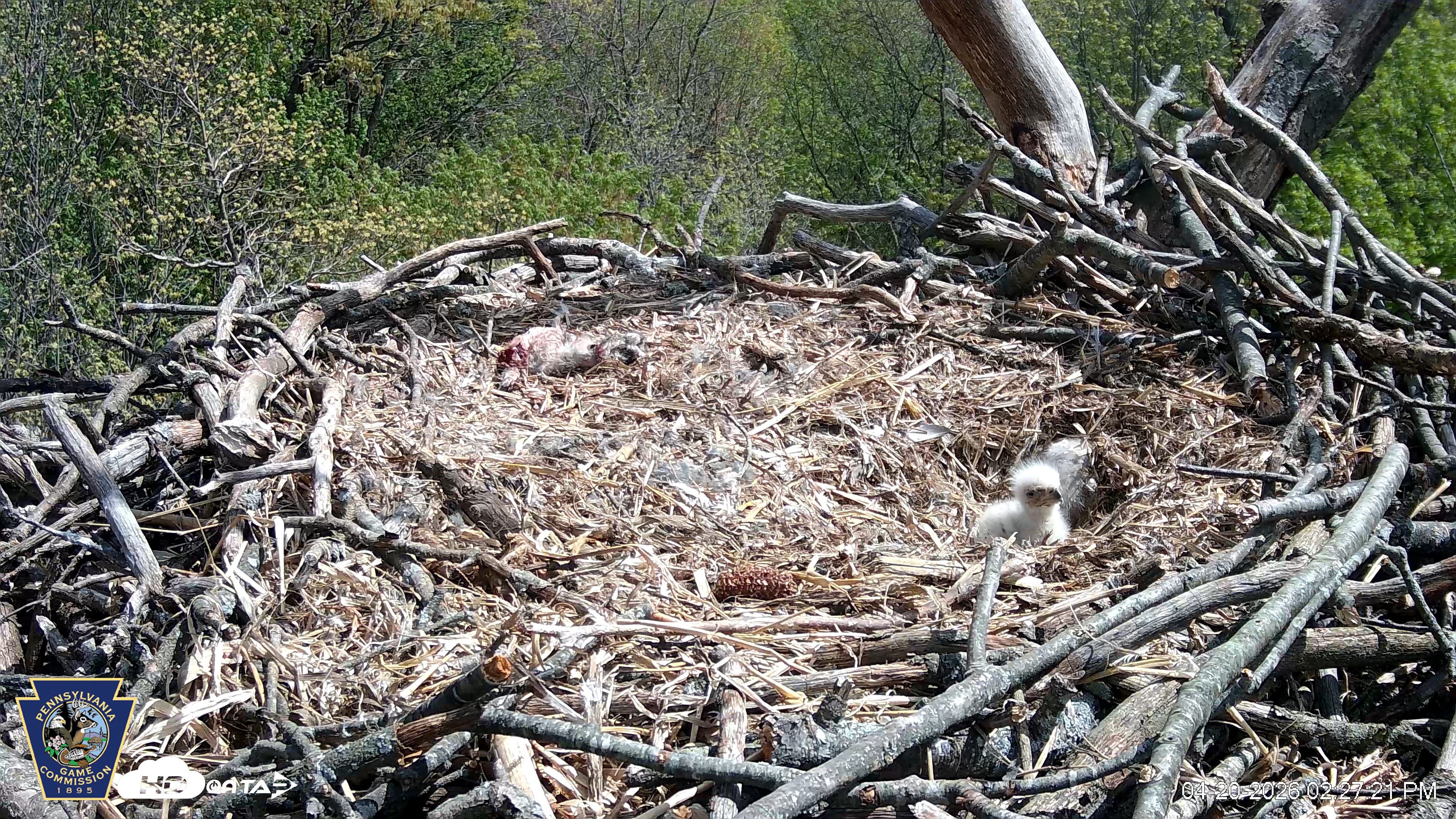 Snapshot of Hanover Eagles Live Cam taken Apr 20, 2026, 2:27pm EDT