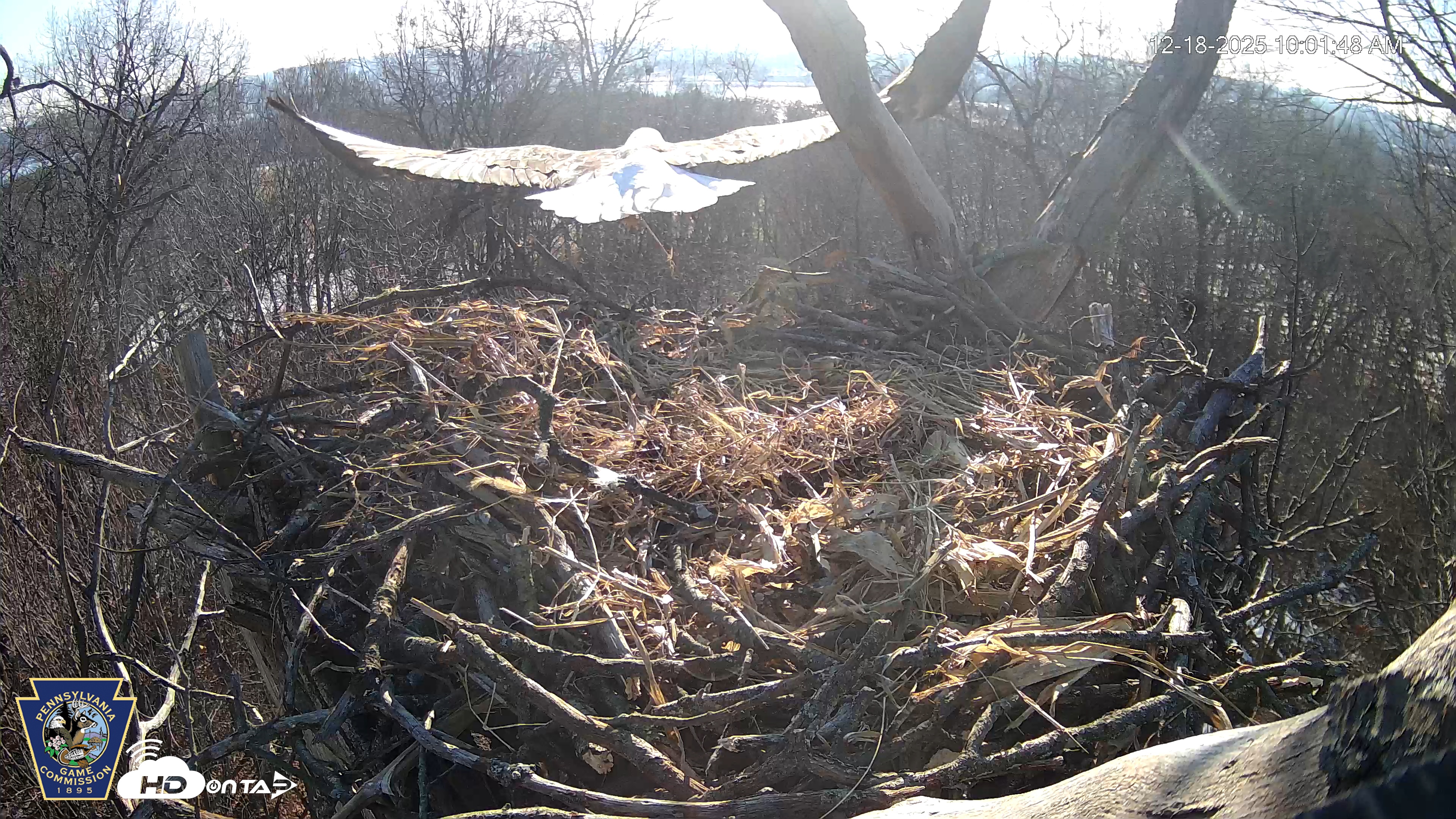 Snapshot of Hanover Eagles Live Cam taken Dec 18, 2025, 10:02am EST