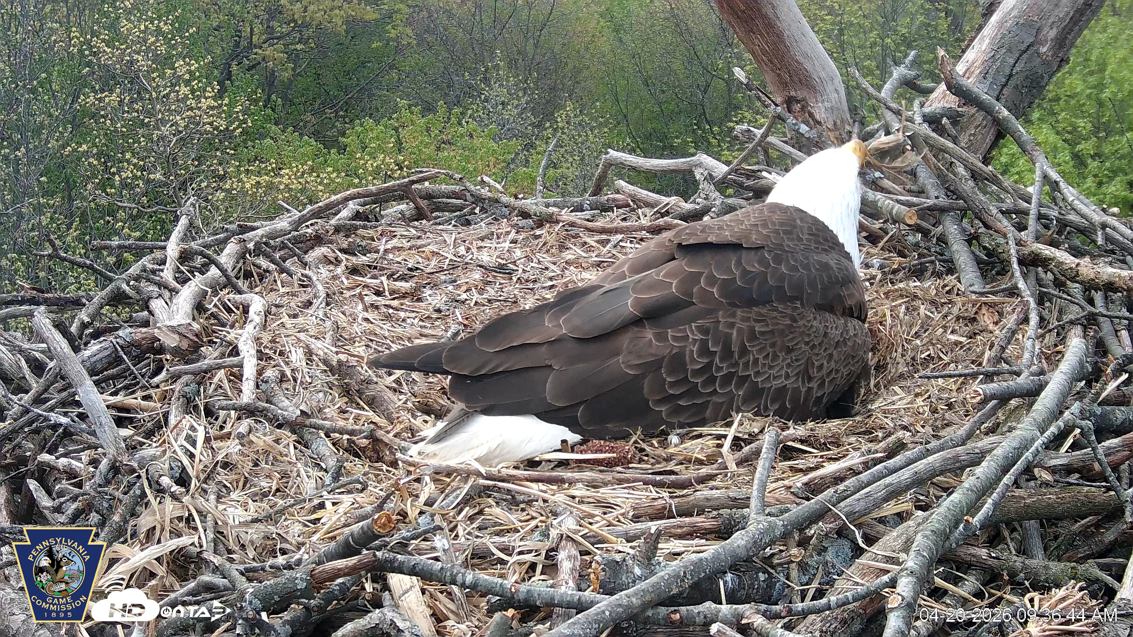 Snapshot of Hanover Eagles Live Cam taken Apr 20, 2026, 9:37am EDT