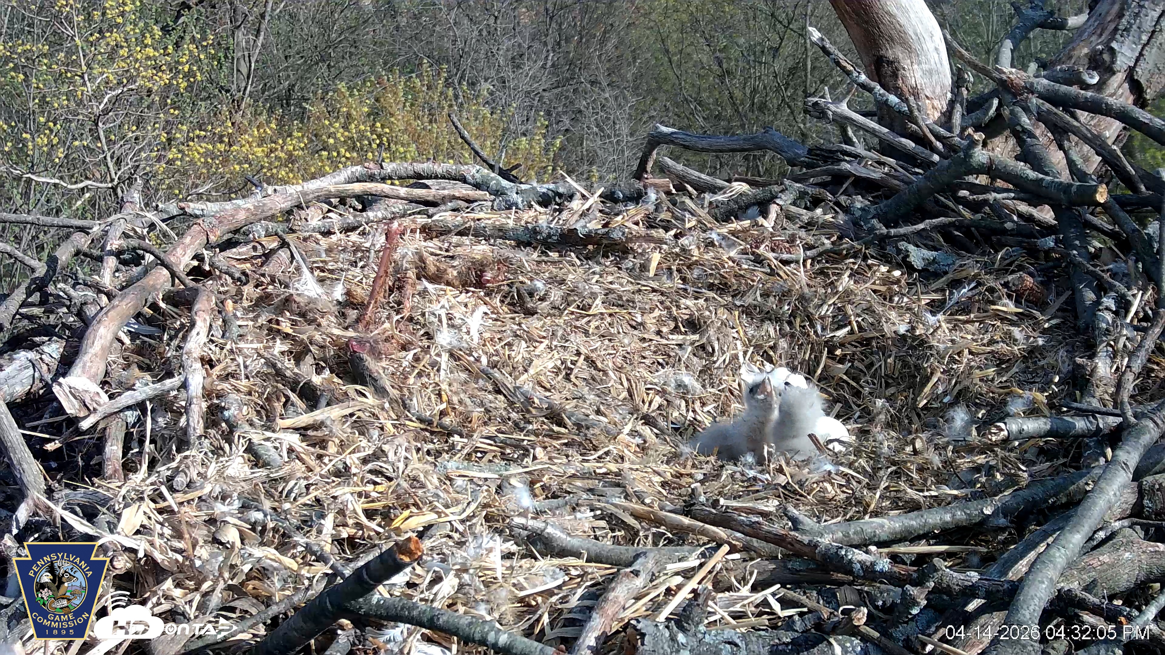 Snapshot of Hanover Eagles Live Cam taken Apr 14, 2026, 4:32pm EDT