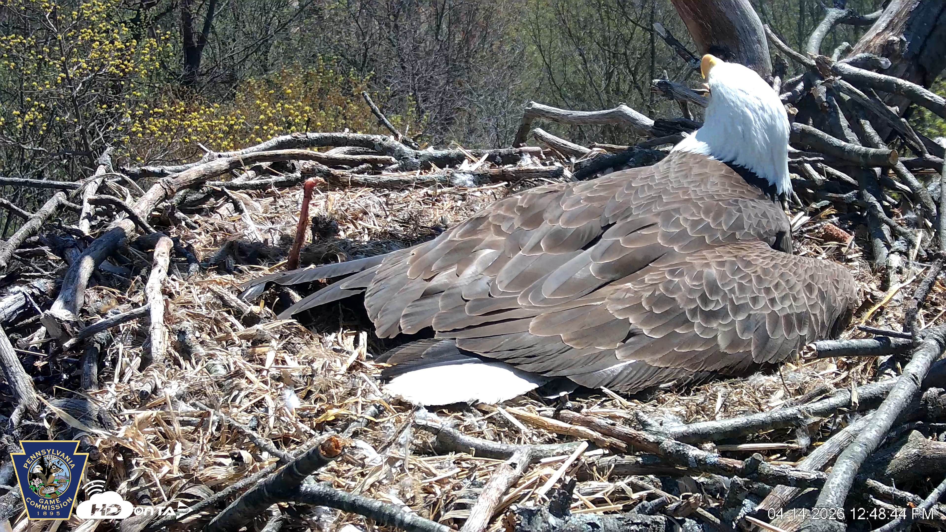 Snapshot of Hanover Eagles Live Cam taken Apr 14, 2026, 12:49pm EDT