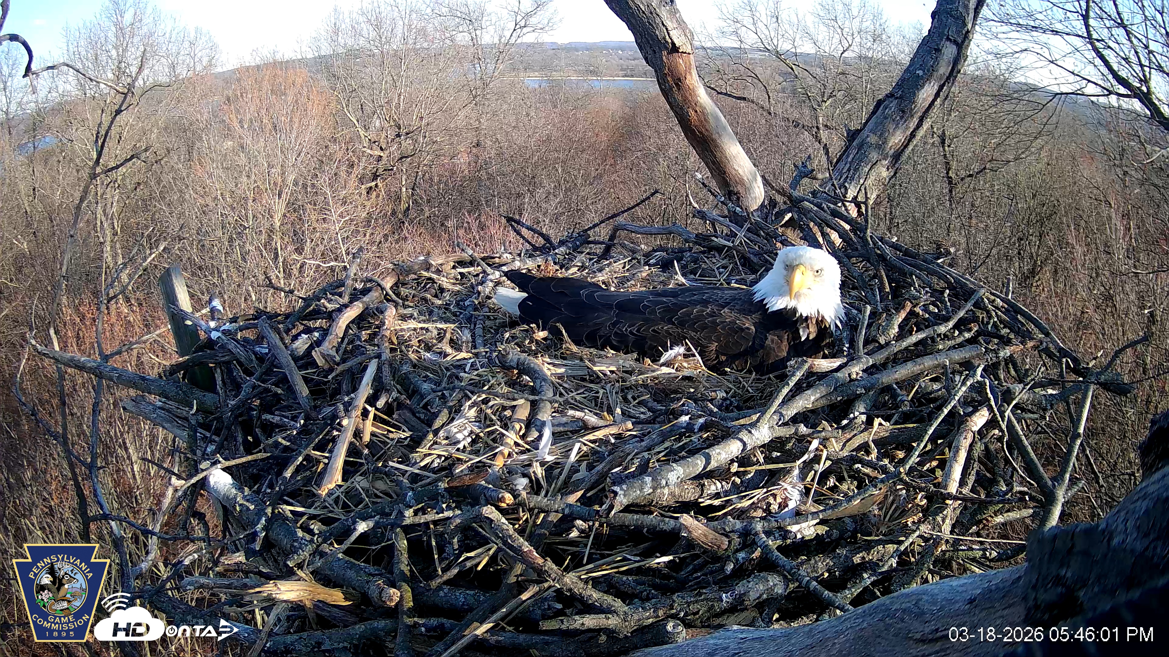 Snapshot of Hanover Eagles Live Cam taken Mar 18, 2026, 5:46pm EDT