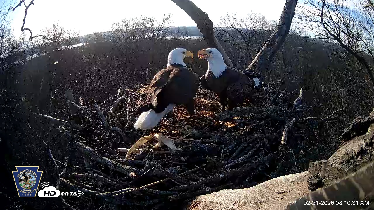 Snapshot of Hanover Eagles Live Cam taken Feb 21, 2026, 8:10am EST