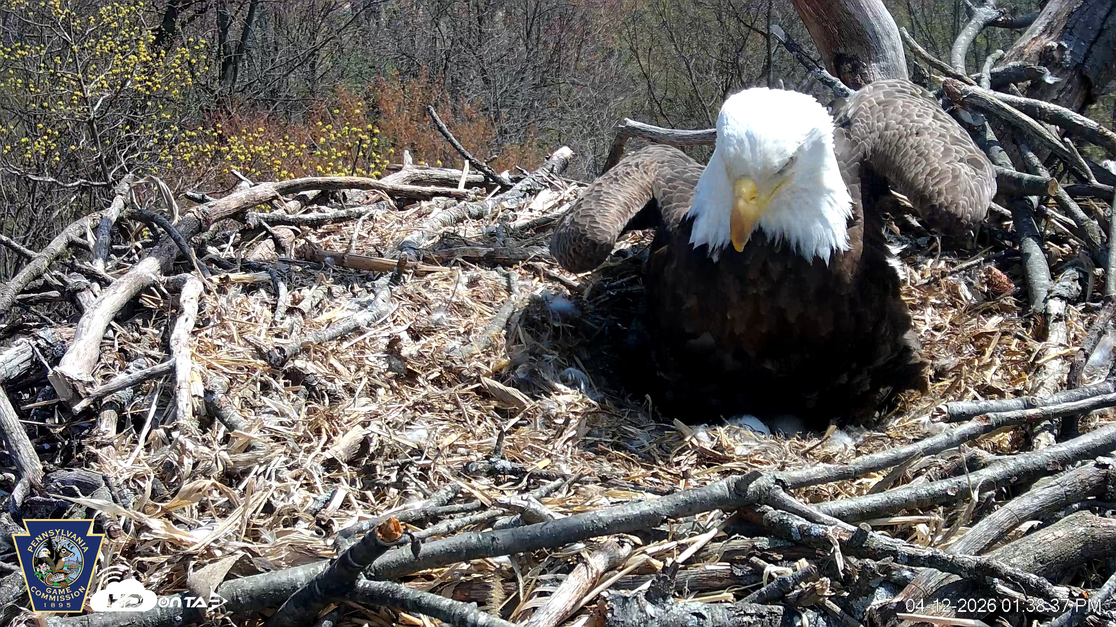 Snapshot of Hanover Eagles Live Cam taken Apr 12, 2026, 1:39pm EDT