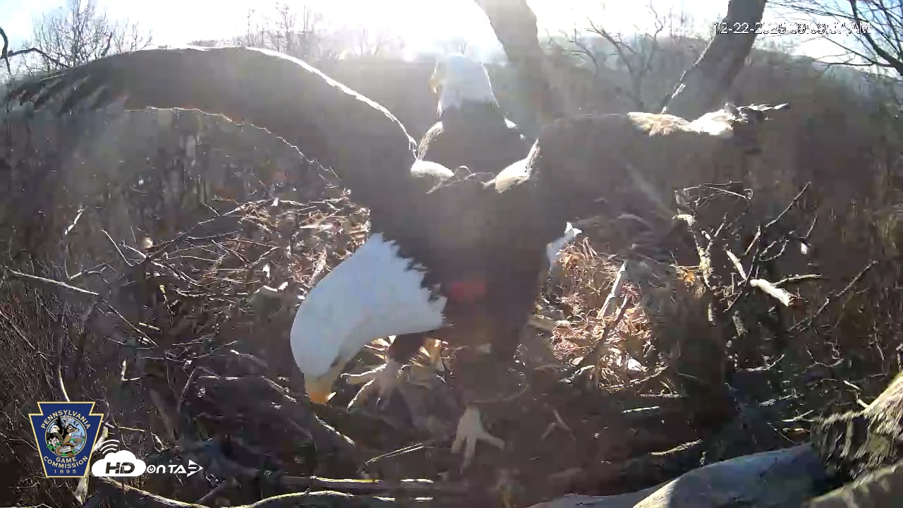 Snapshot of Hanover Eagles Live Cam taken Dec 22, 2025, 9:09am EST