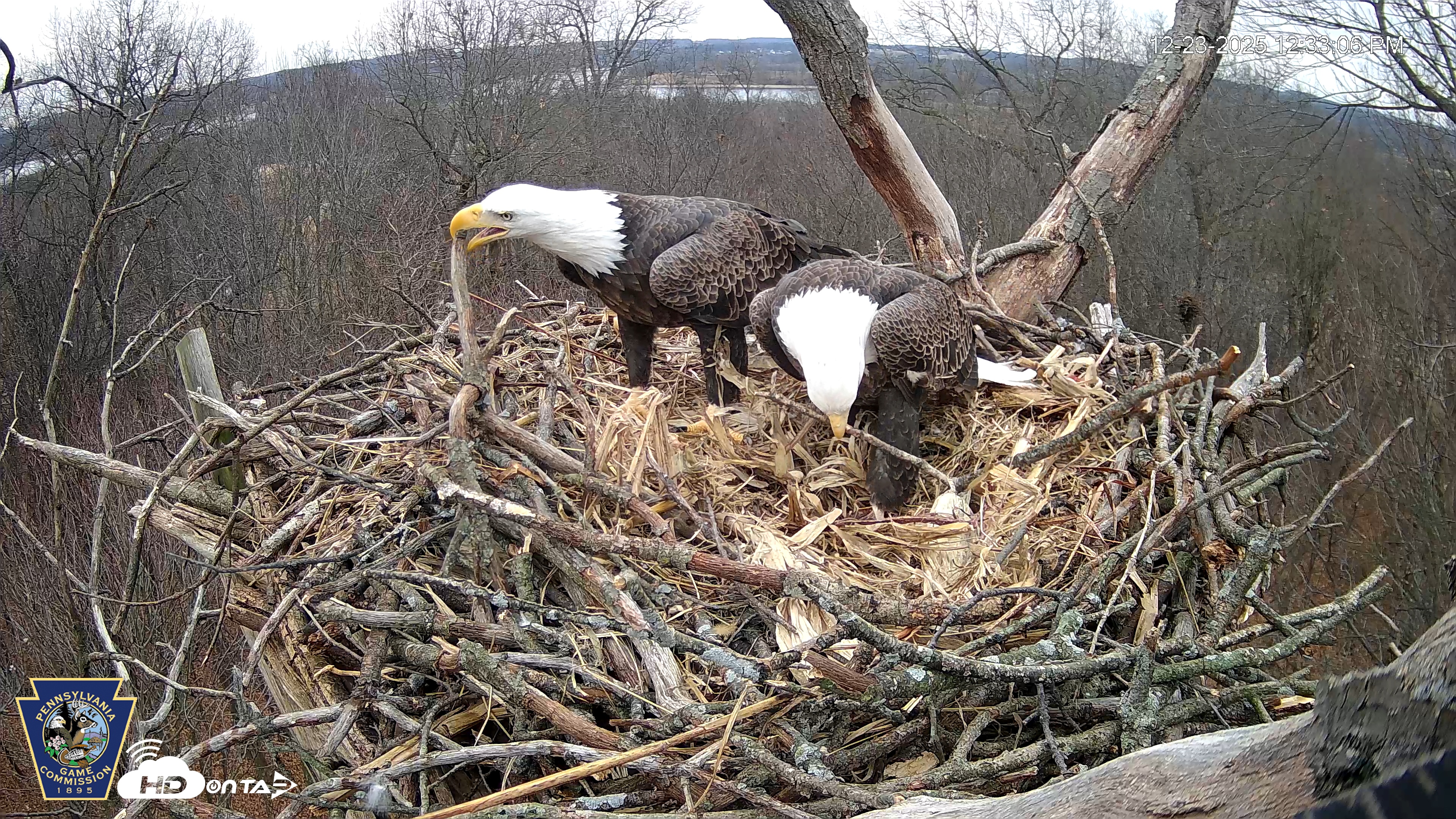 Snapshot of Hanover Eagles Live Cam taken Dec 23, 2025, 12:33pm EST