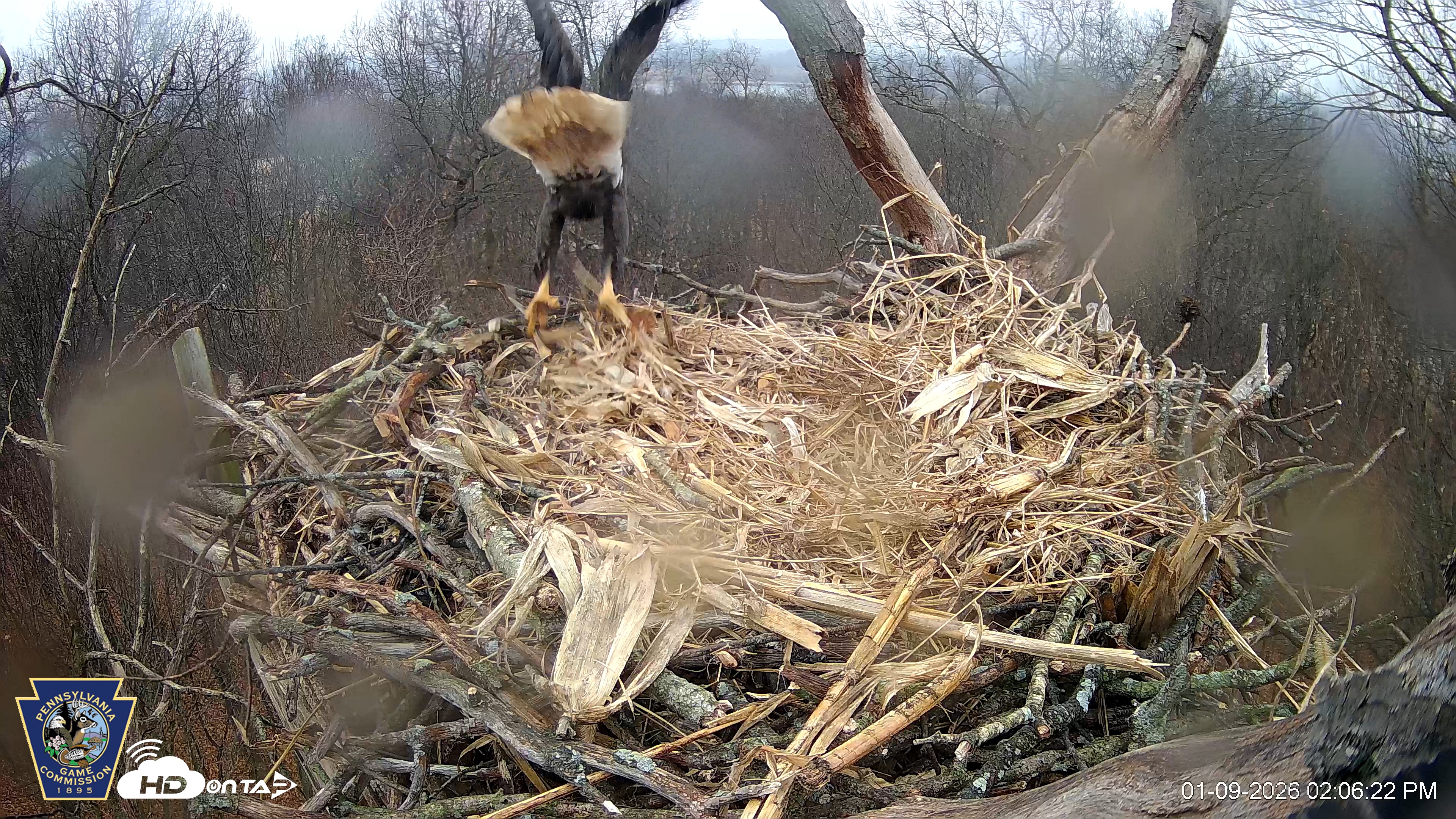 Snapshot of Hanover Eagles Live Cam taken Jan 9, 2026, 2:06pm EST