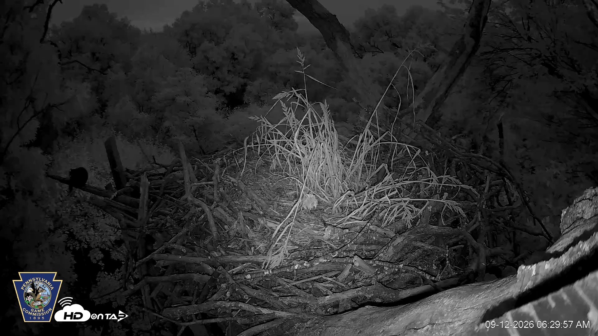 Snapshot of Hanover Eagles Live Cam taken Sep 12, 2026, 6:30am EDT