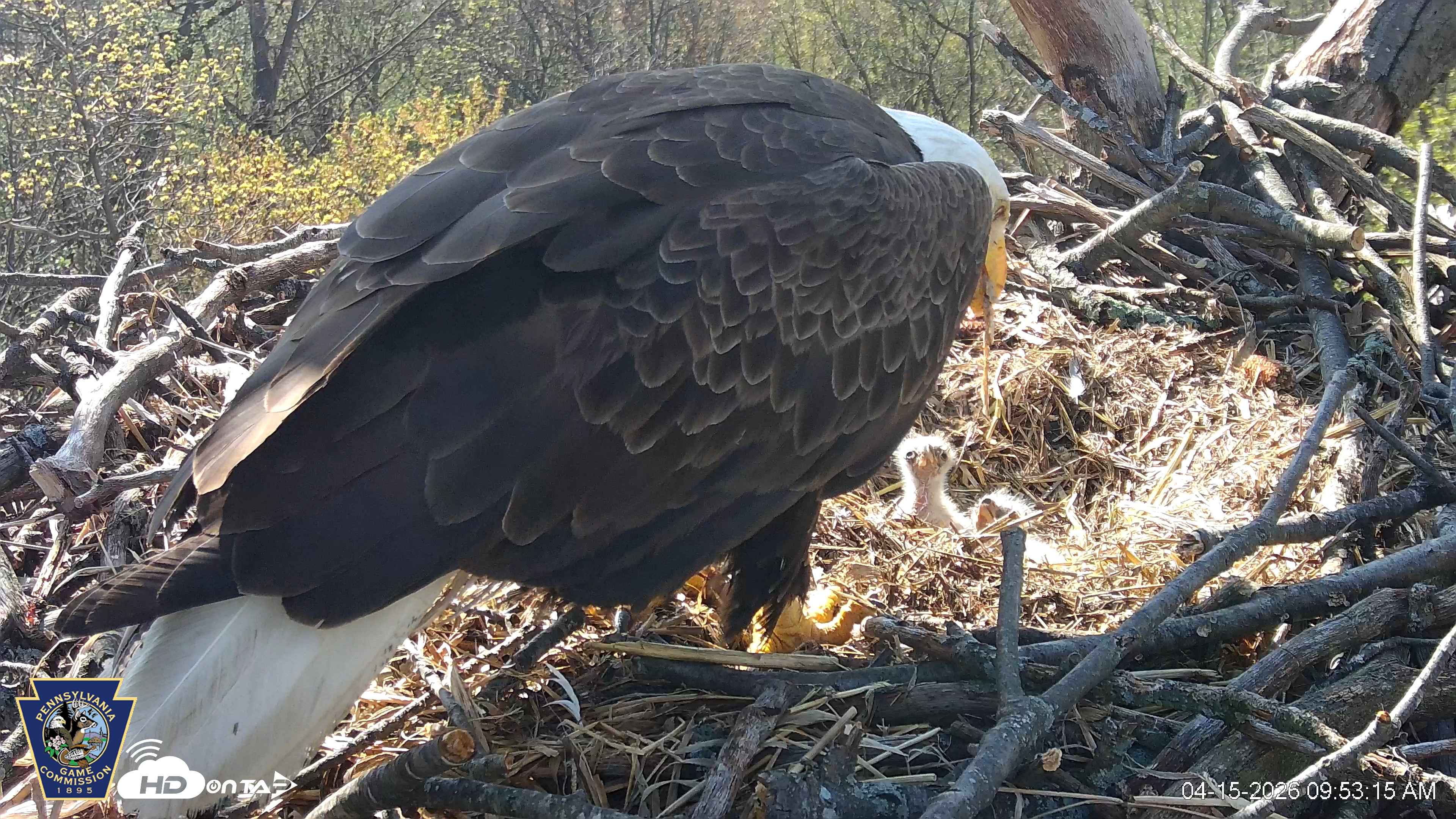 Snapshot of Hanover Eagles Live Cam taken Apr 15, 2026, 9:54am EDT