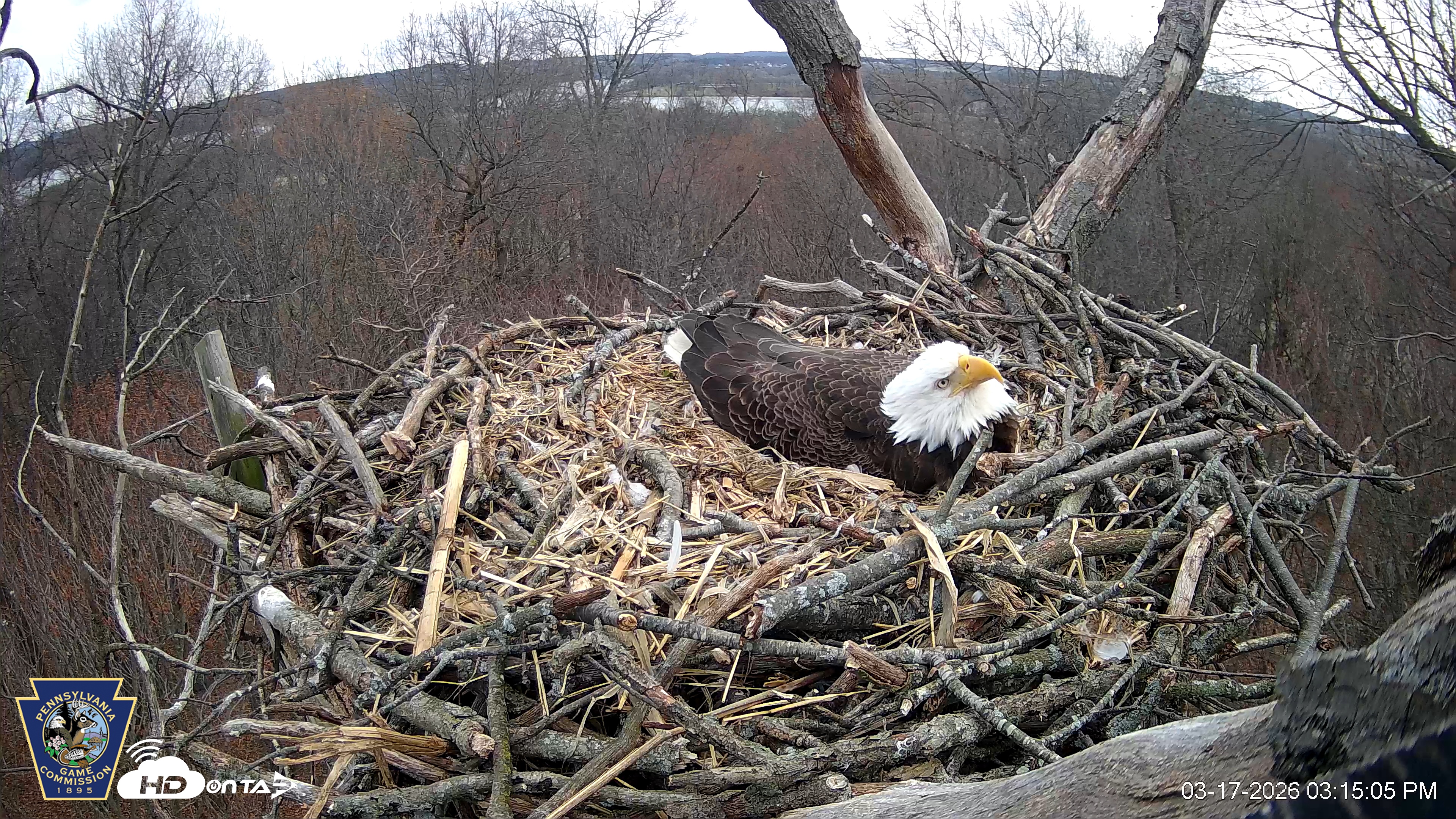 Snapshot of Hanover Eagles Live Cam taken Mar 17, 2026, 3:15pm EDT
