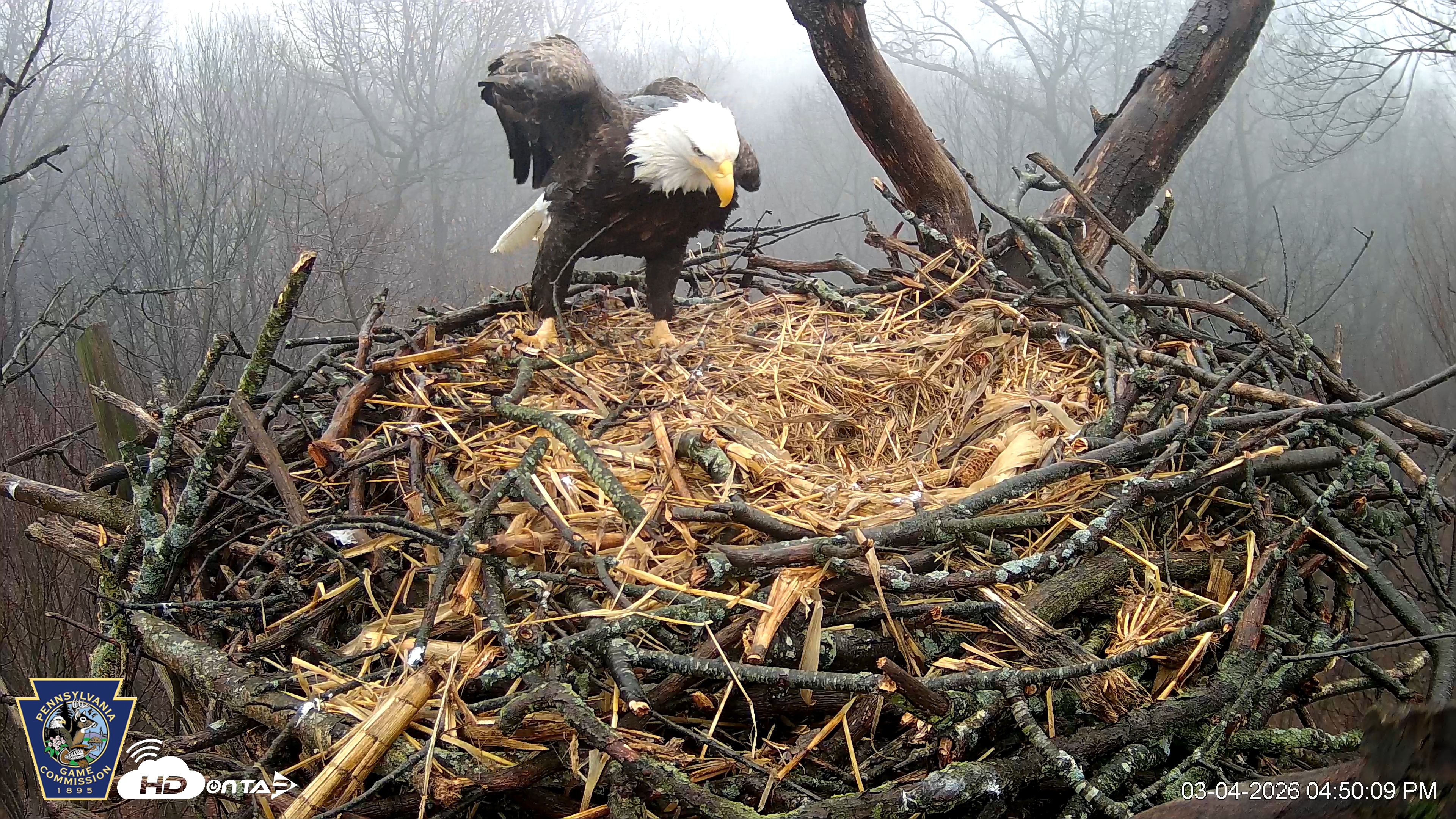 Snapshot of Hanover Eagles Live Cam taken Mar 4, 2026, 4:50pm EST