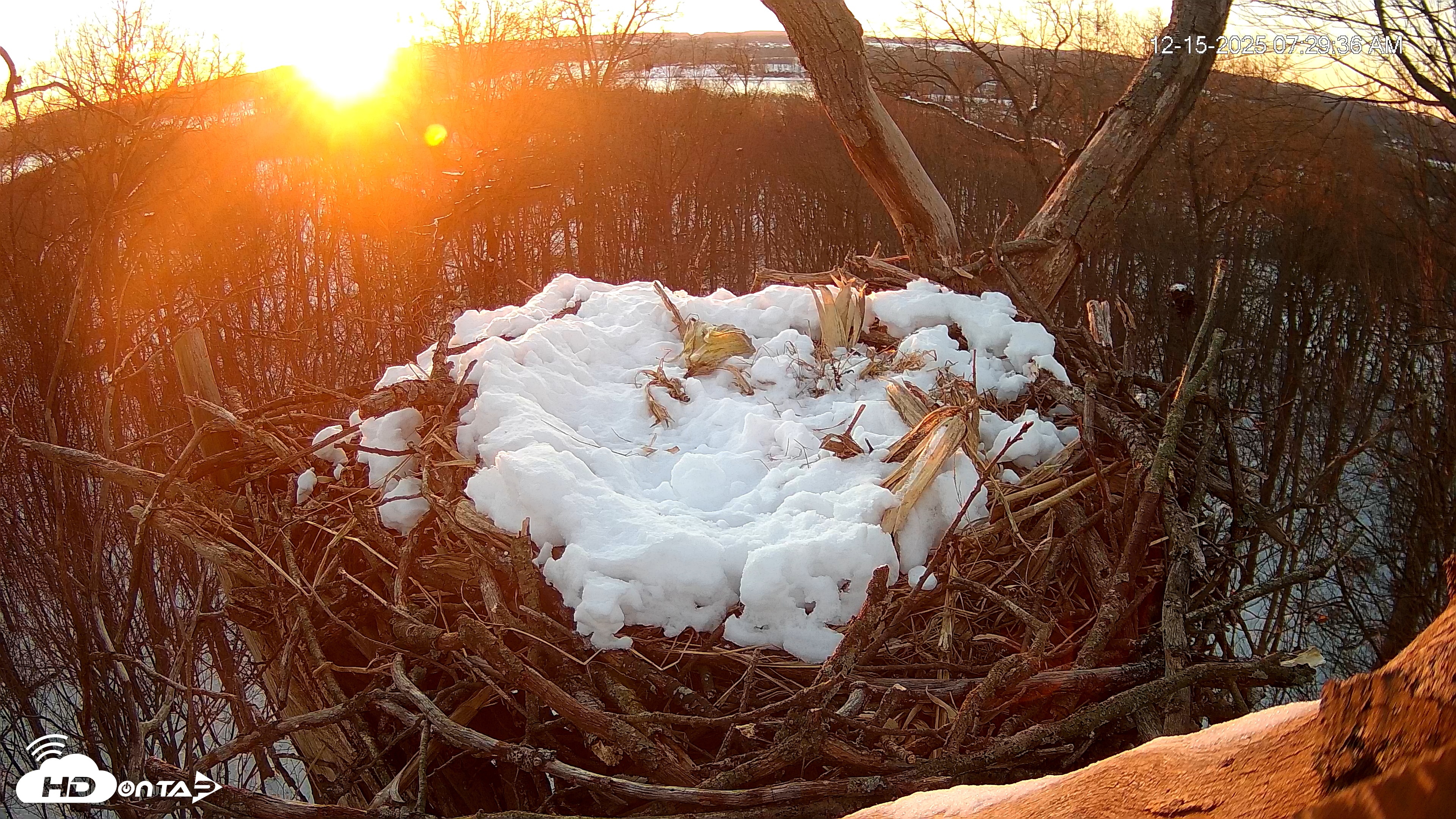 Snapshot of Hanover Eagles Live Cam taken Dec 15, 2025, 7:29am EST