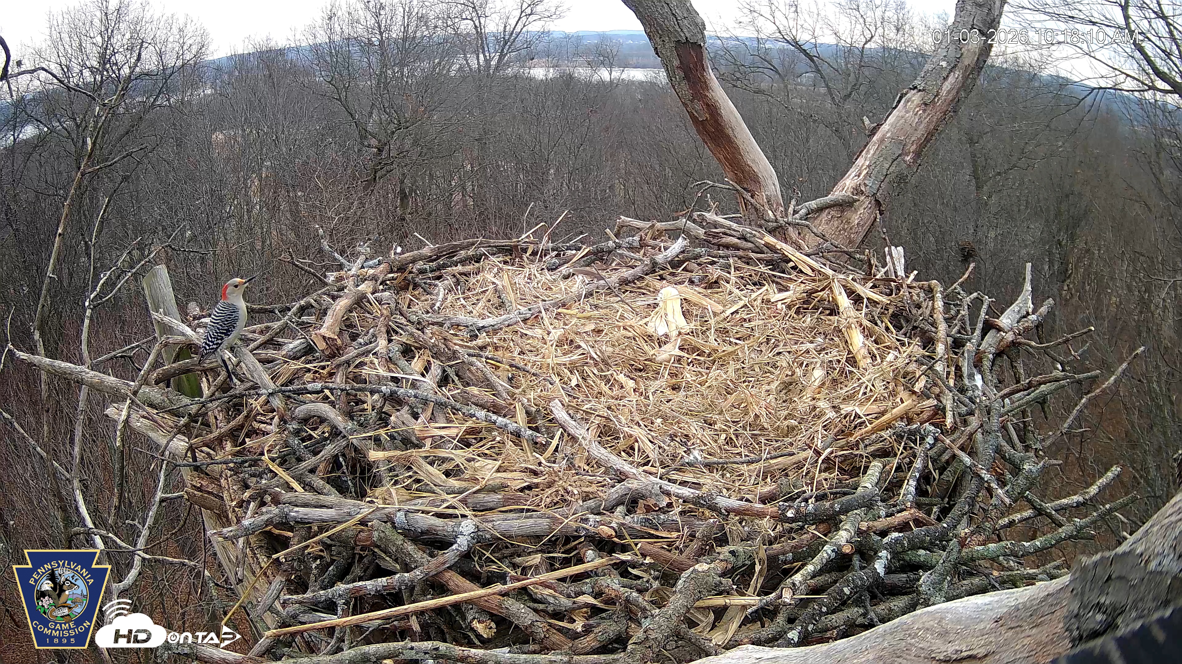 Snapshot of Hanover Eagles Live Cam taken Jan 3, 2026, 10:18am EST