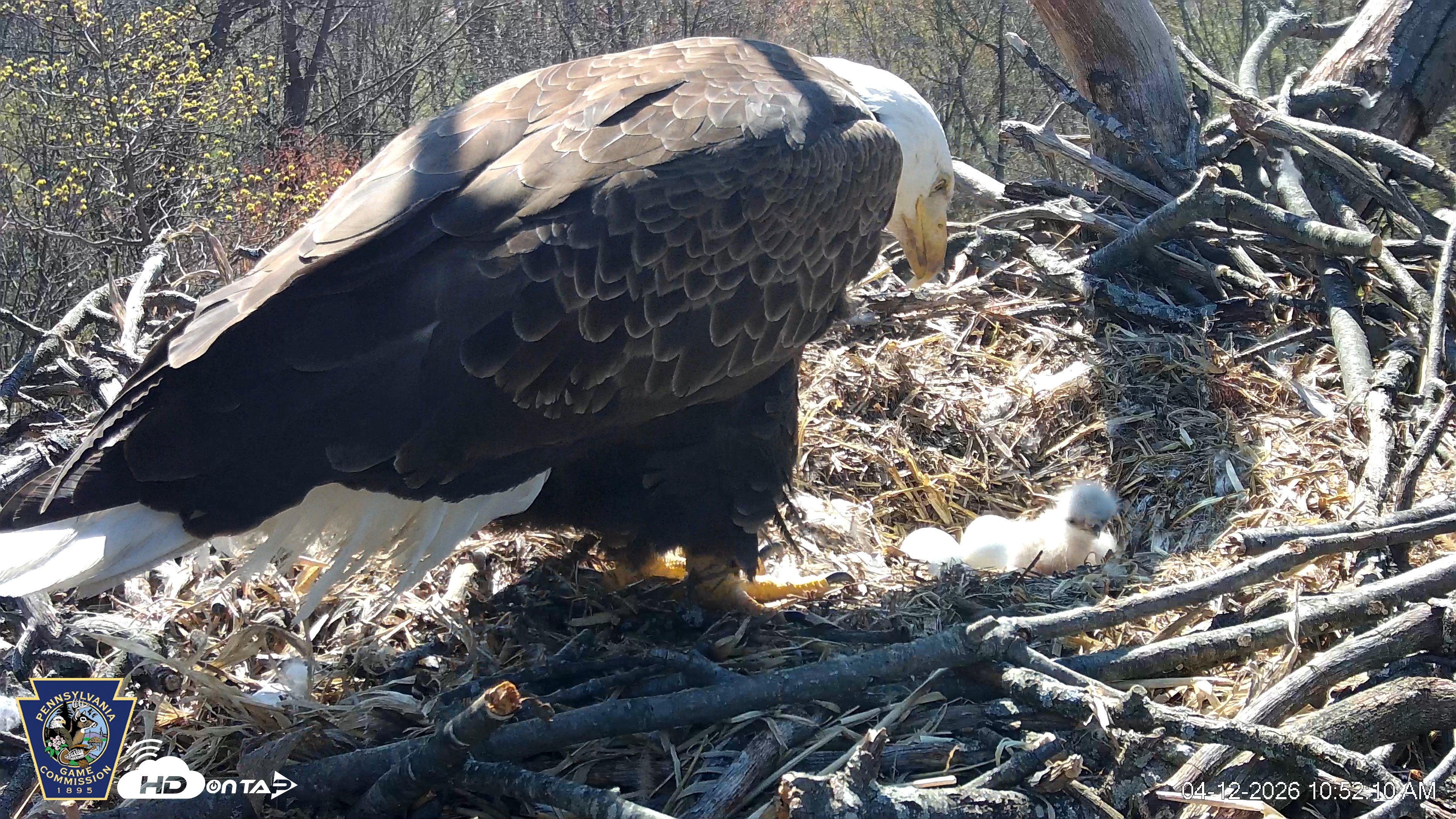 Snapshot of Hanover Eagles Live Cam taken Apr 12, 2026, 10:52am EDT