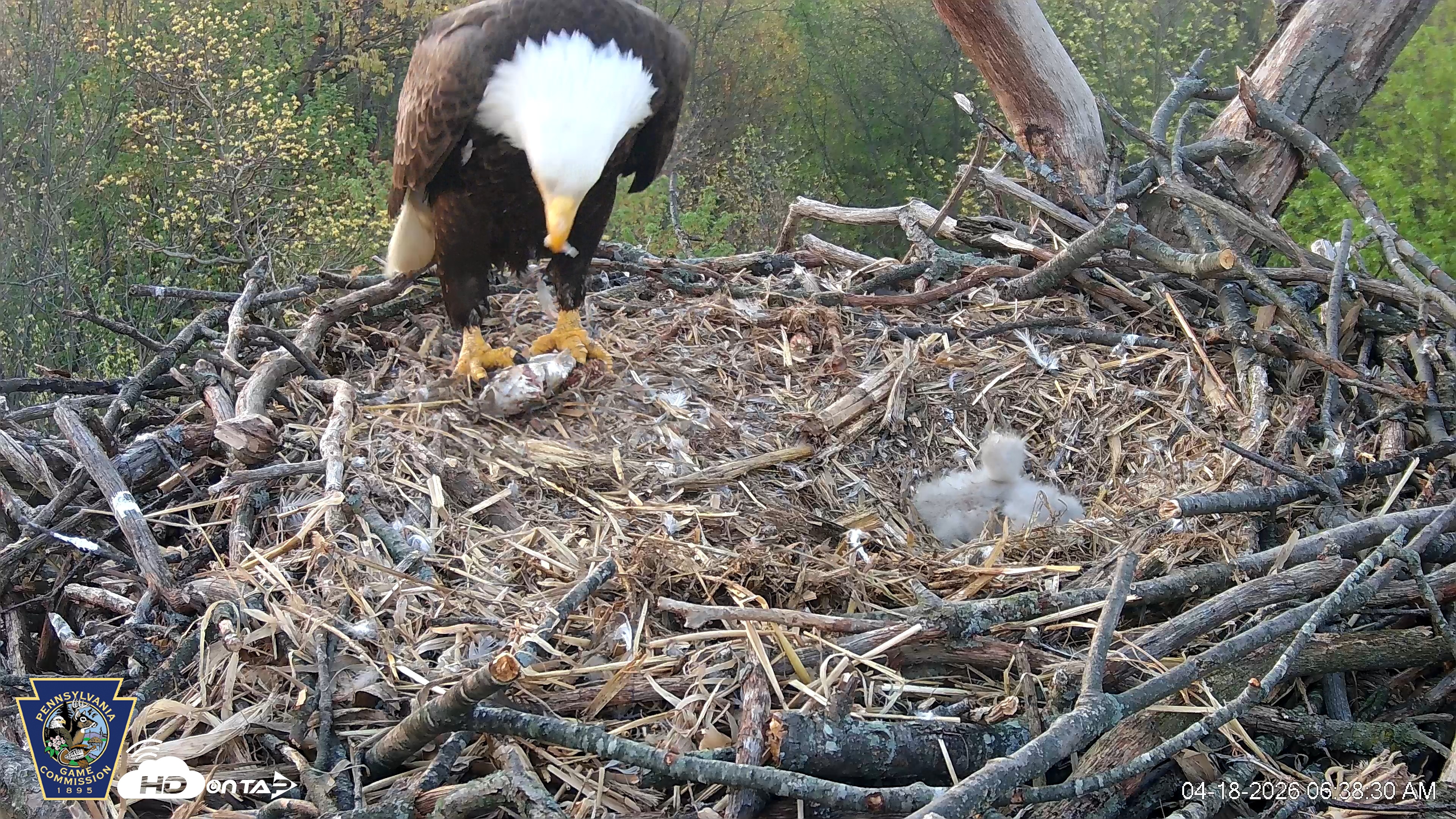 Snapshot of Hanover Eagles Live Cam taken Apr 18, 2026, 6:39am EDT